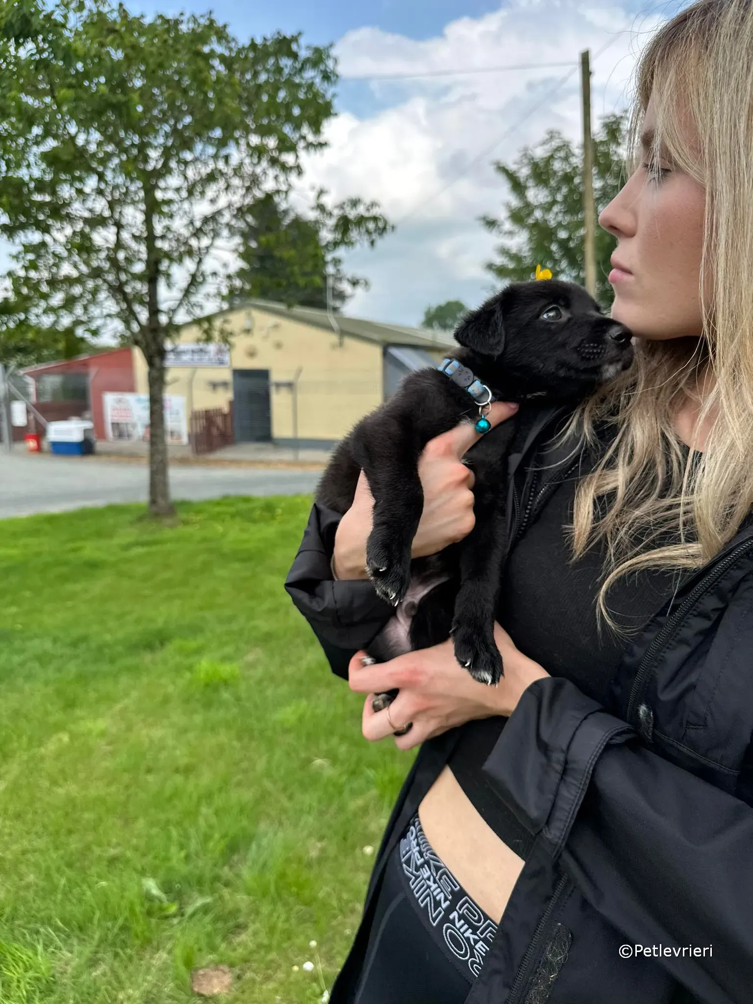 elvis adozione greyhound petlevrieri 10