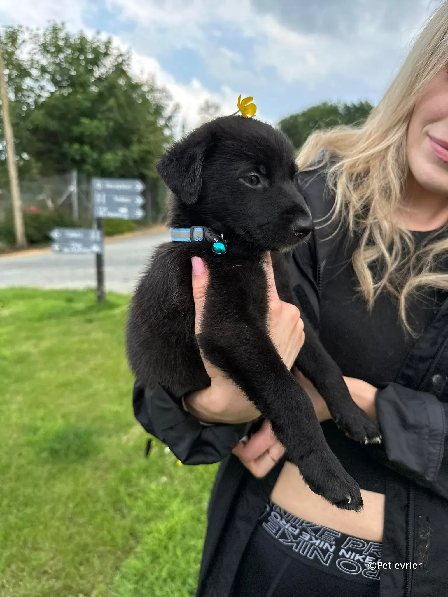 elvis adozione greyhound petlevrieri 11