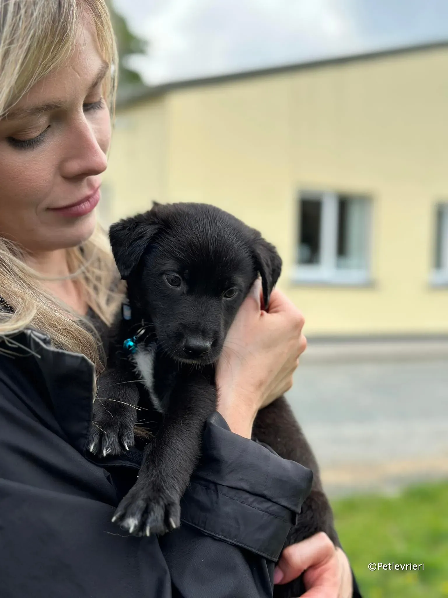 elvis adozione greyhound petlevrieri 17