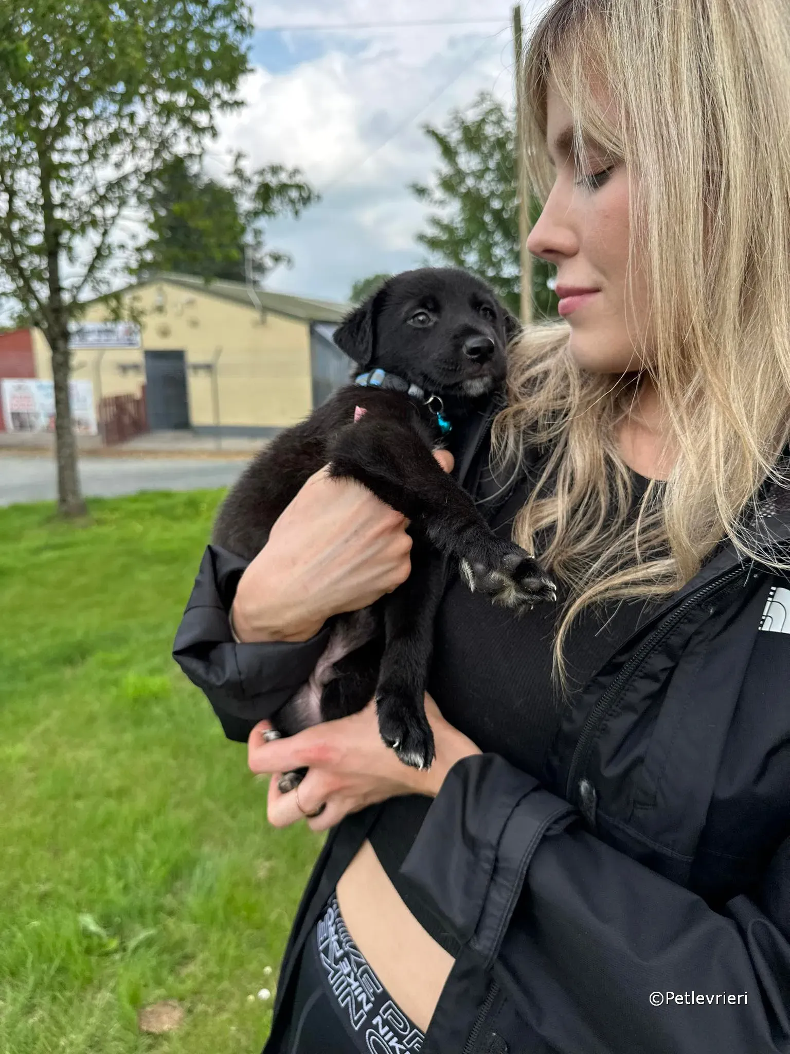 elvis adozione greyhound petlevrieri 21