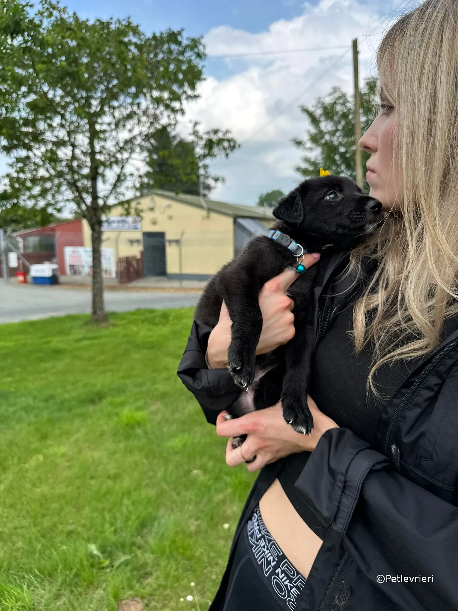 elvis adozione greyhound petlevrieri 24