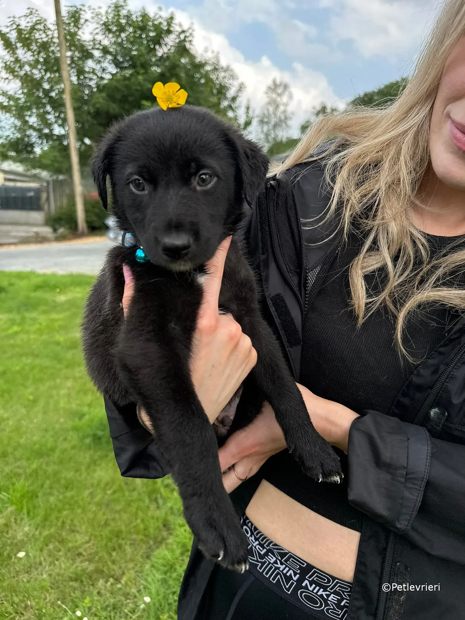 elvis adozione greyhound petlevrieri 26