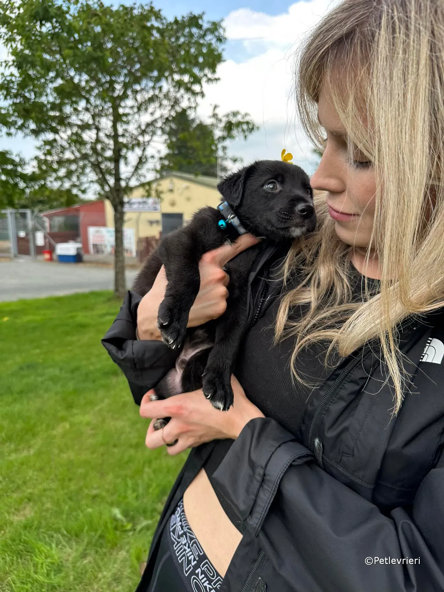 elvis adozione greyhound petlevrieri 28