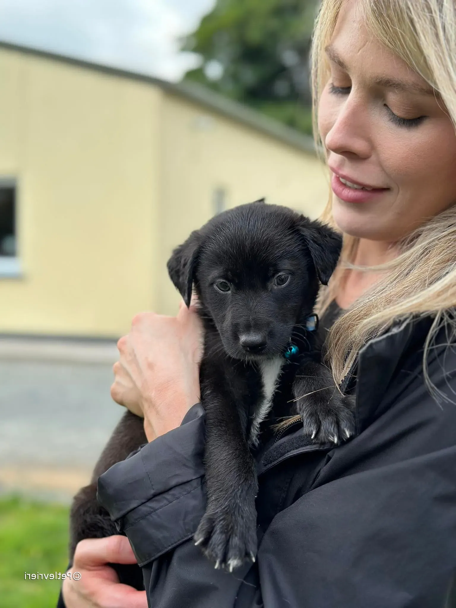 elvis adozione greyhound petlevrieri 29 e1686921158421