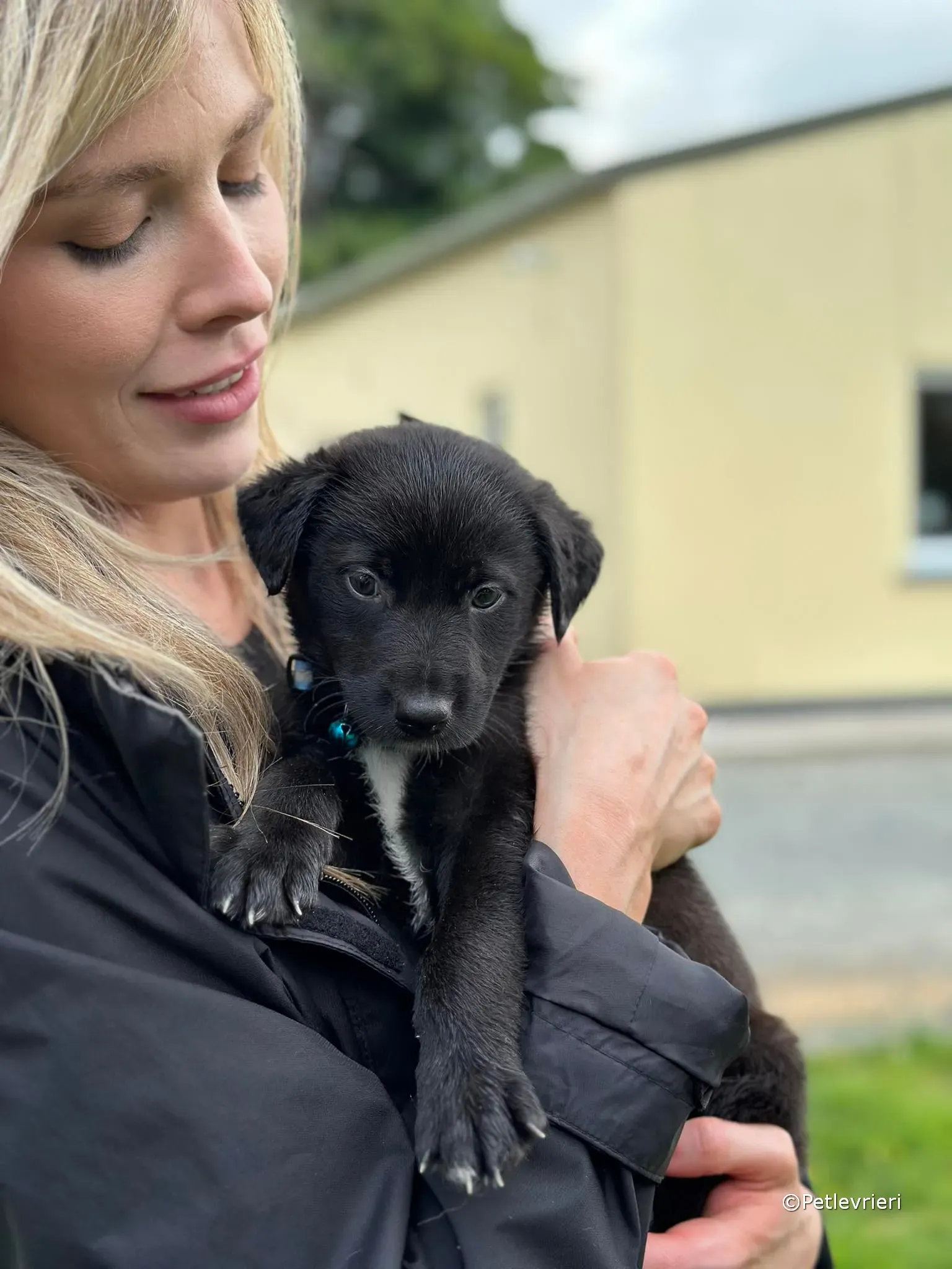 elvis adozione greyhound petlevrieri 29