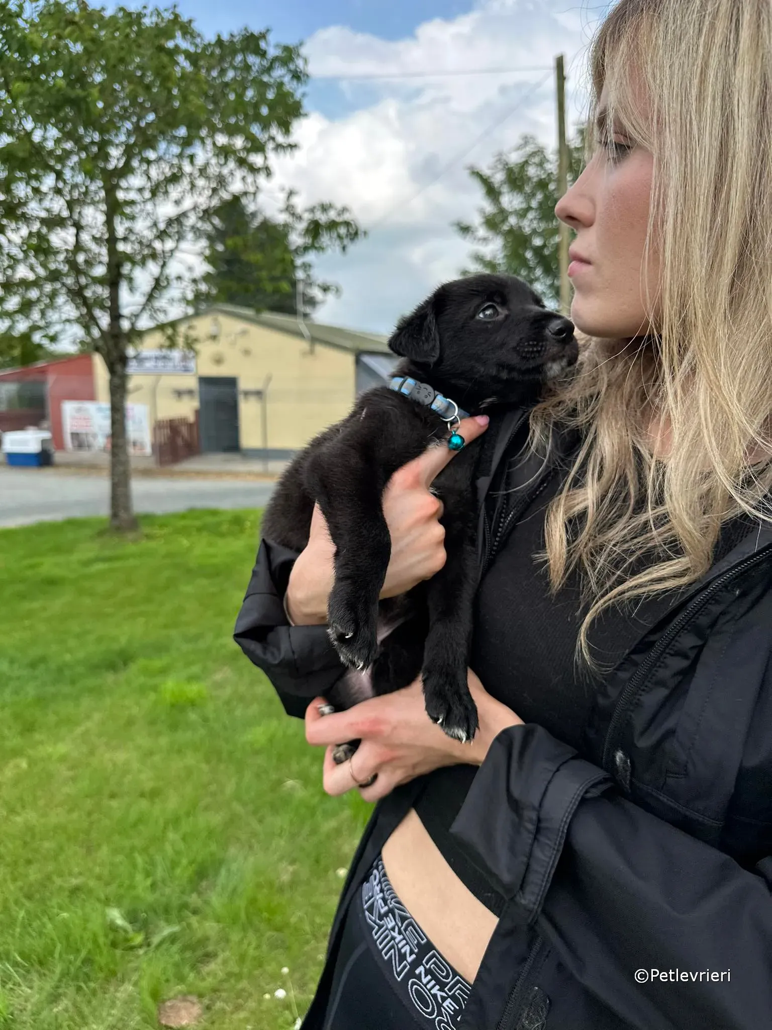 elvis adozione greyhound petlevrieri 33