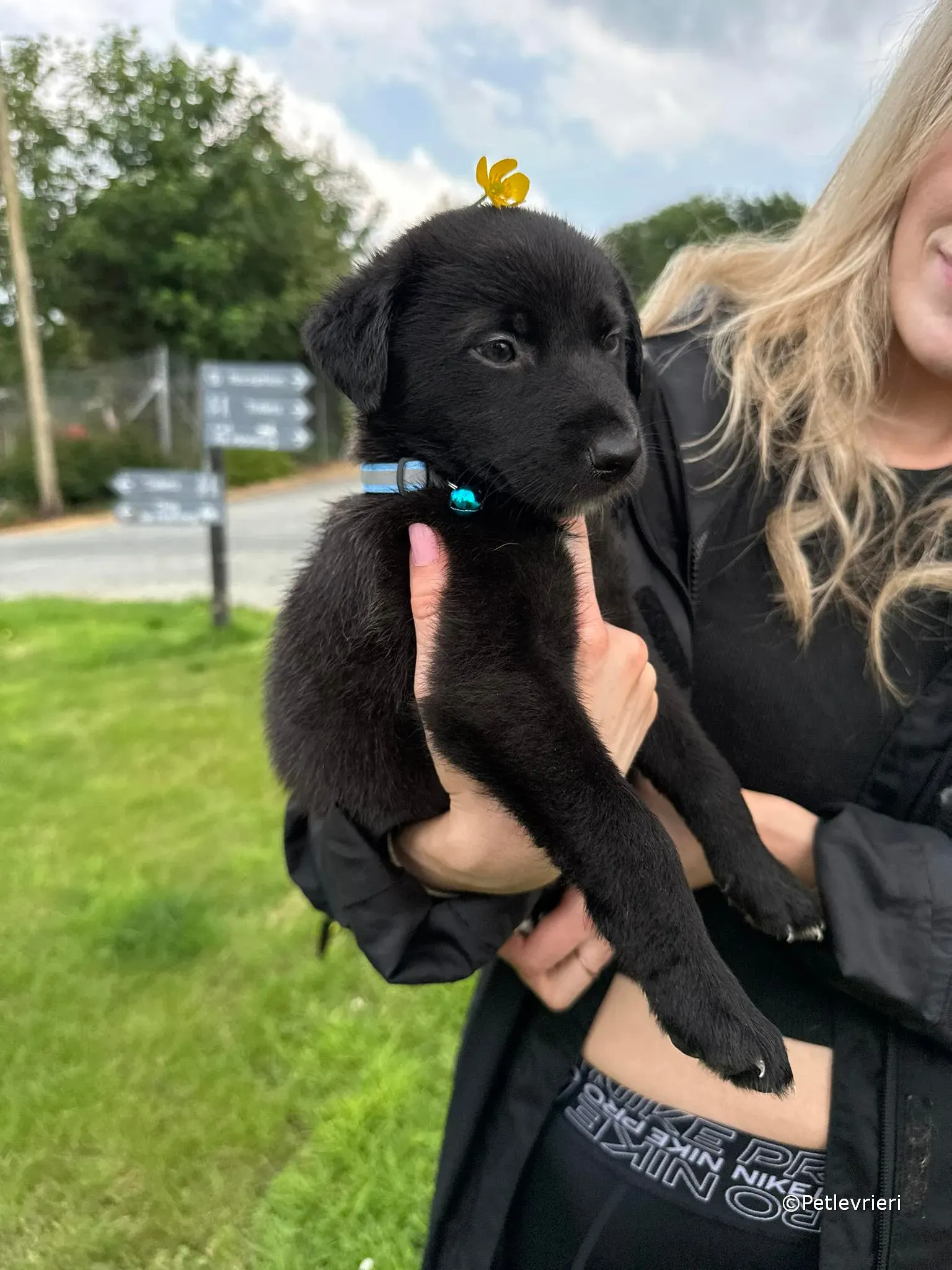 elvis adozione greyhound petlevrieri 36