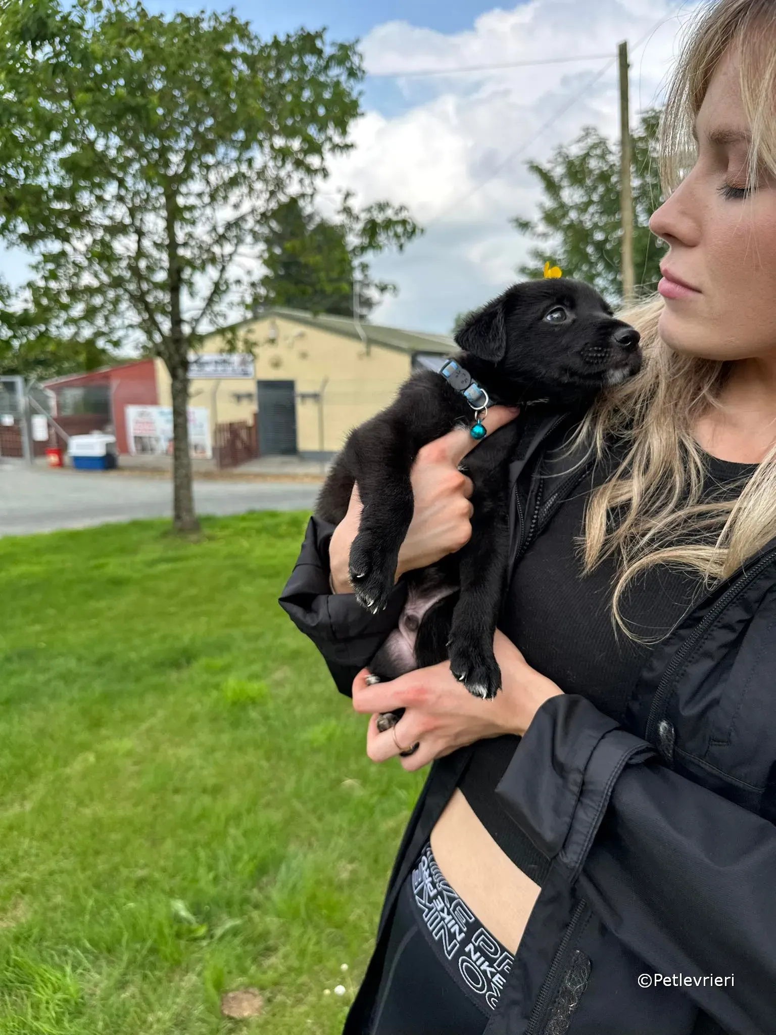 elvis adozione greyhound petlevrieri 37