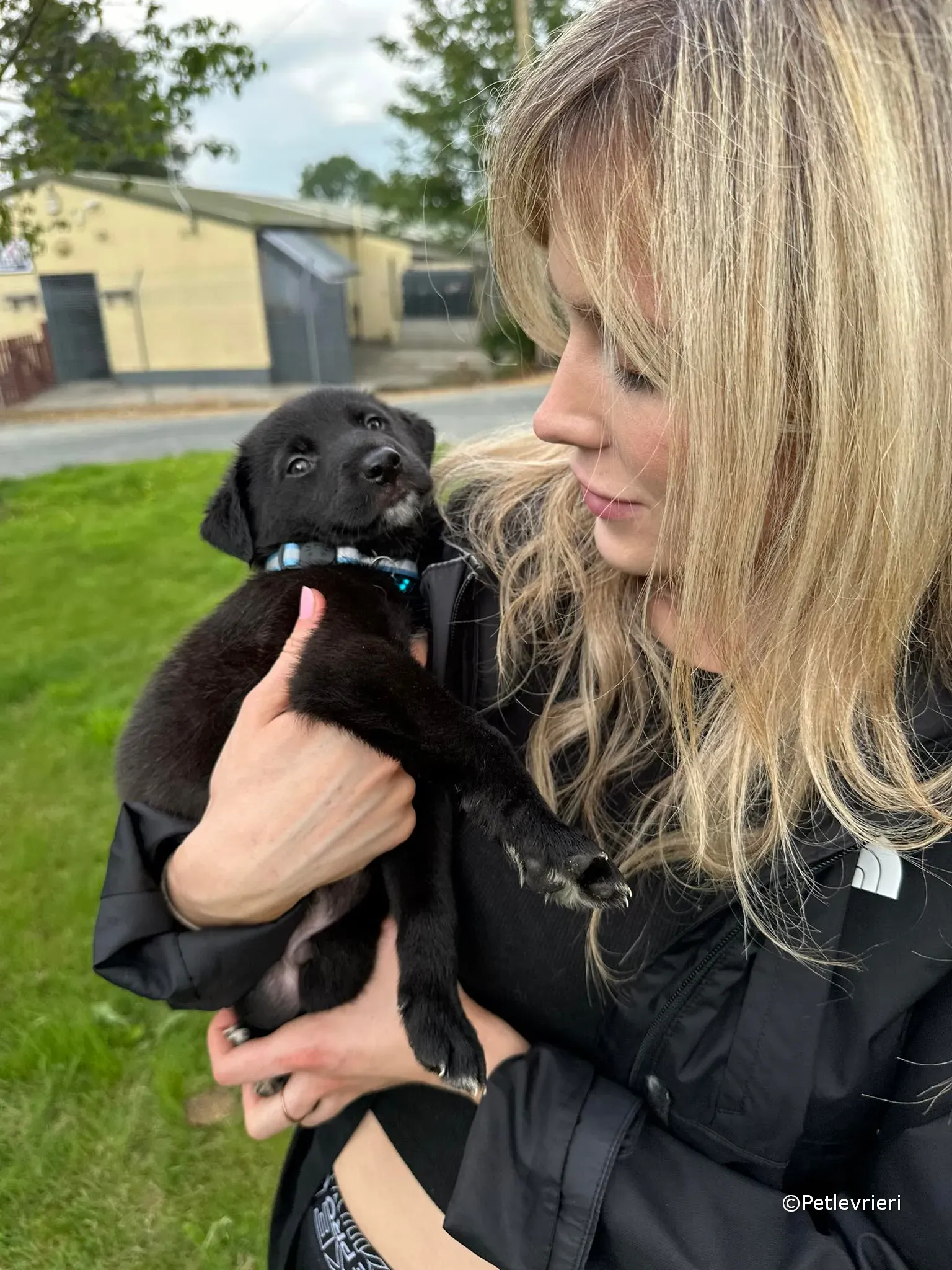 elvis adozione greyhound petlevrieri 38