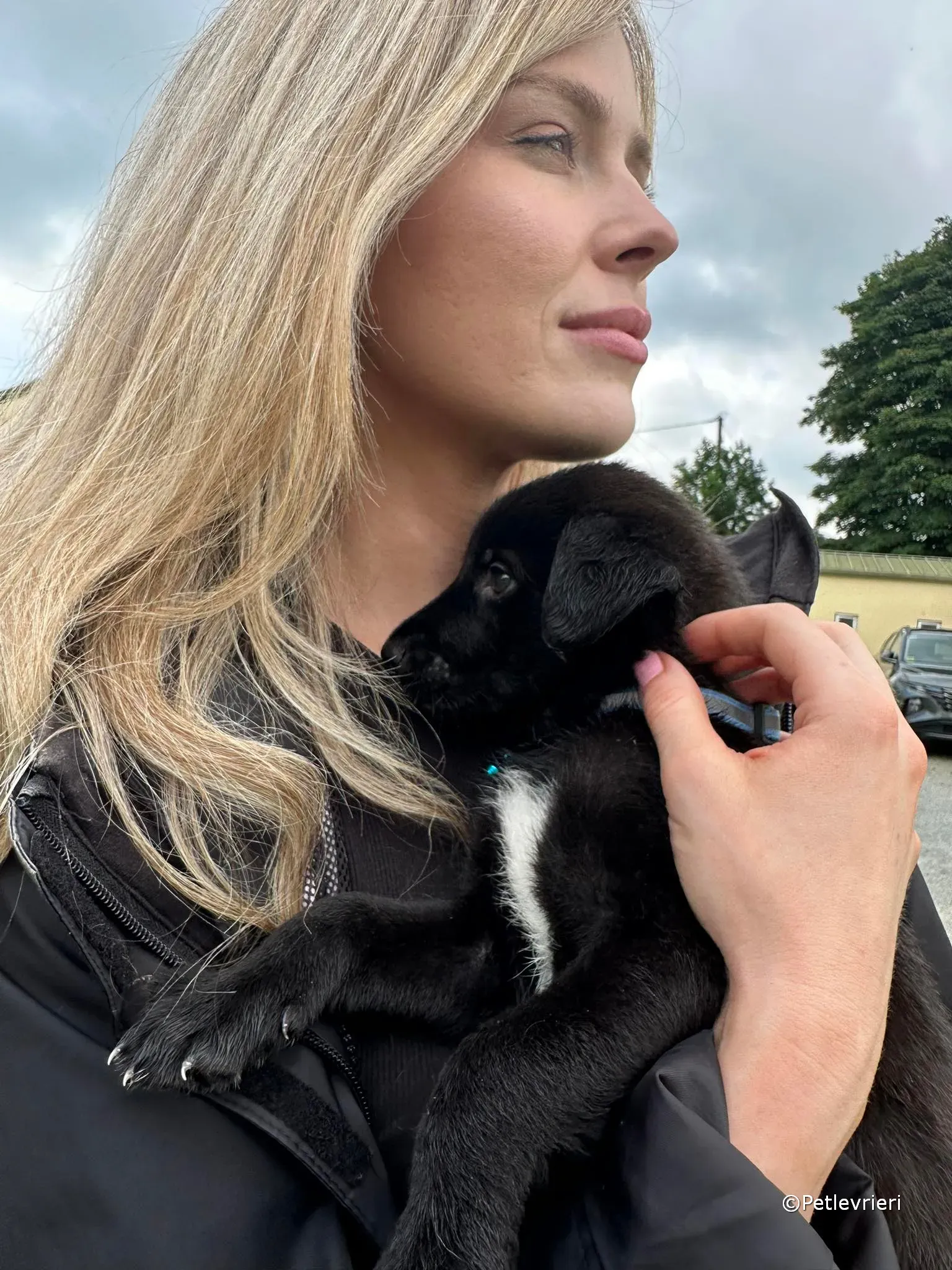 elvis adozione greyhound petlevrieri 41