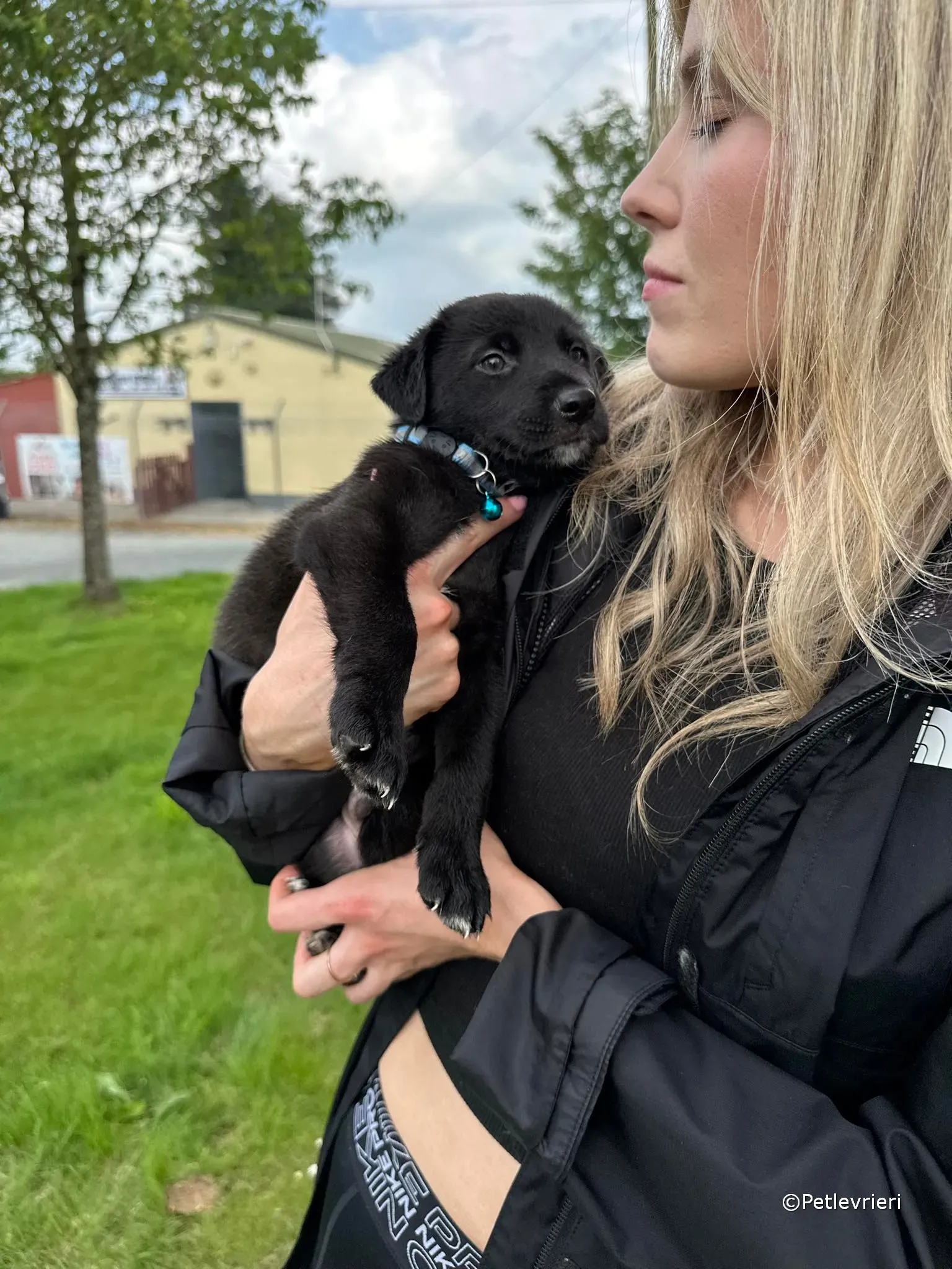 elvis adozione greyhound petlevrieri 42