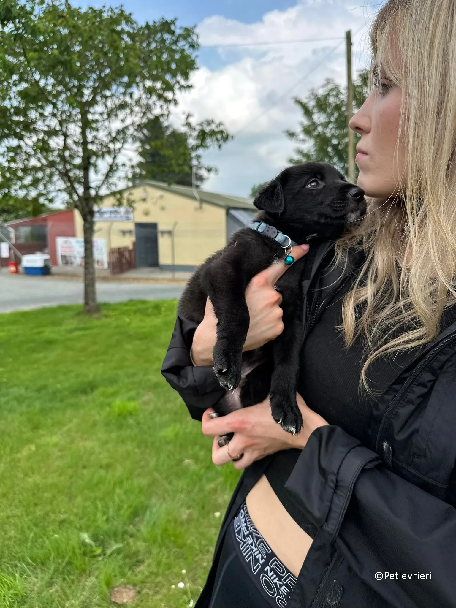 elvis adozione greyhound petlevrieri 43