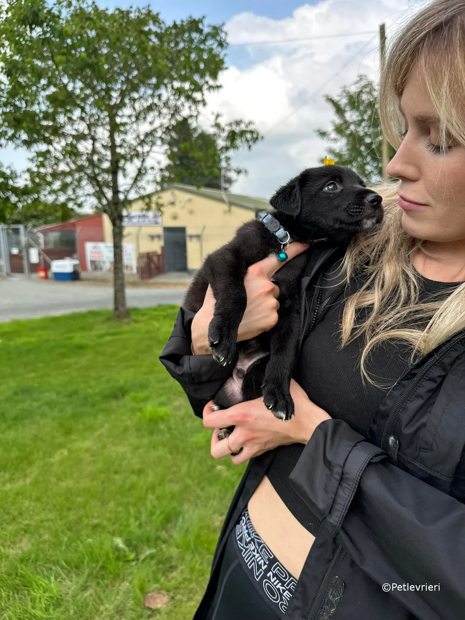 elvis adozione greyhound petlevrieri 45