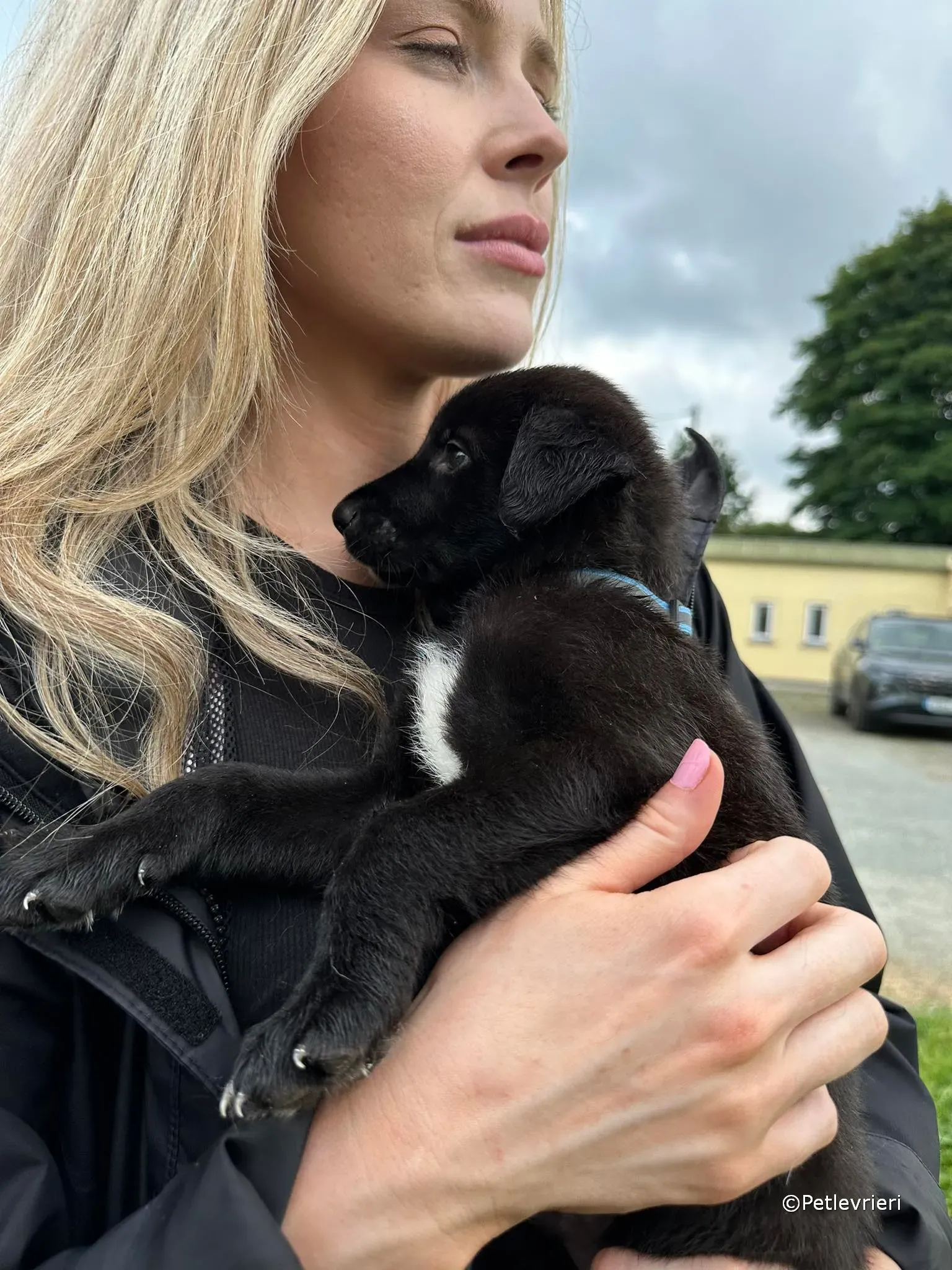 elvis adozione greyhound petlevrieri 46