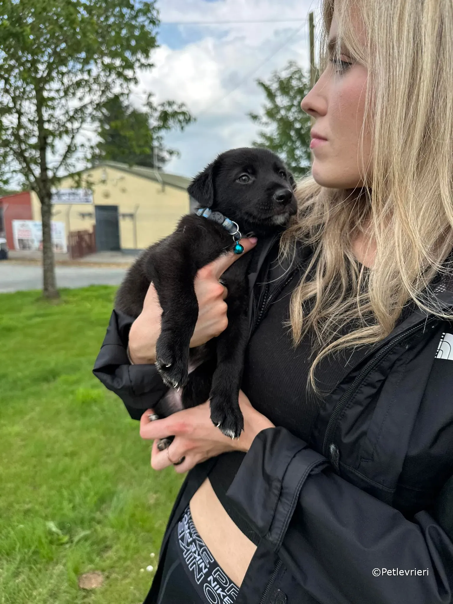 elvis adozione greyhound petlevrieri 51