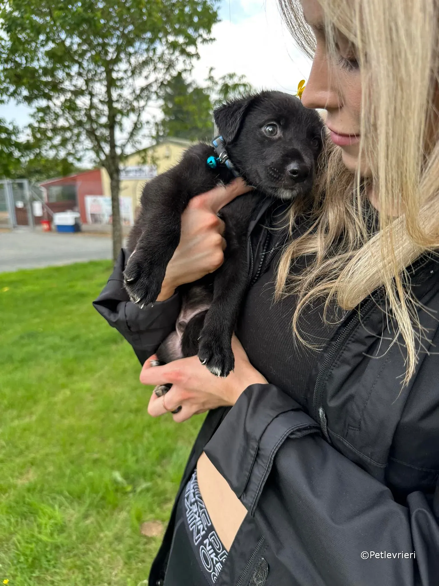 elvis adozione greyhound petlevrieri 52