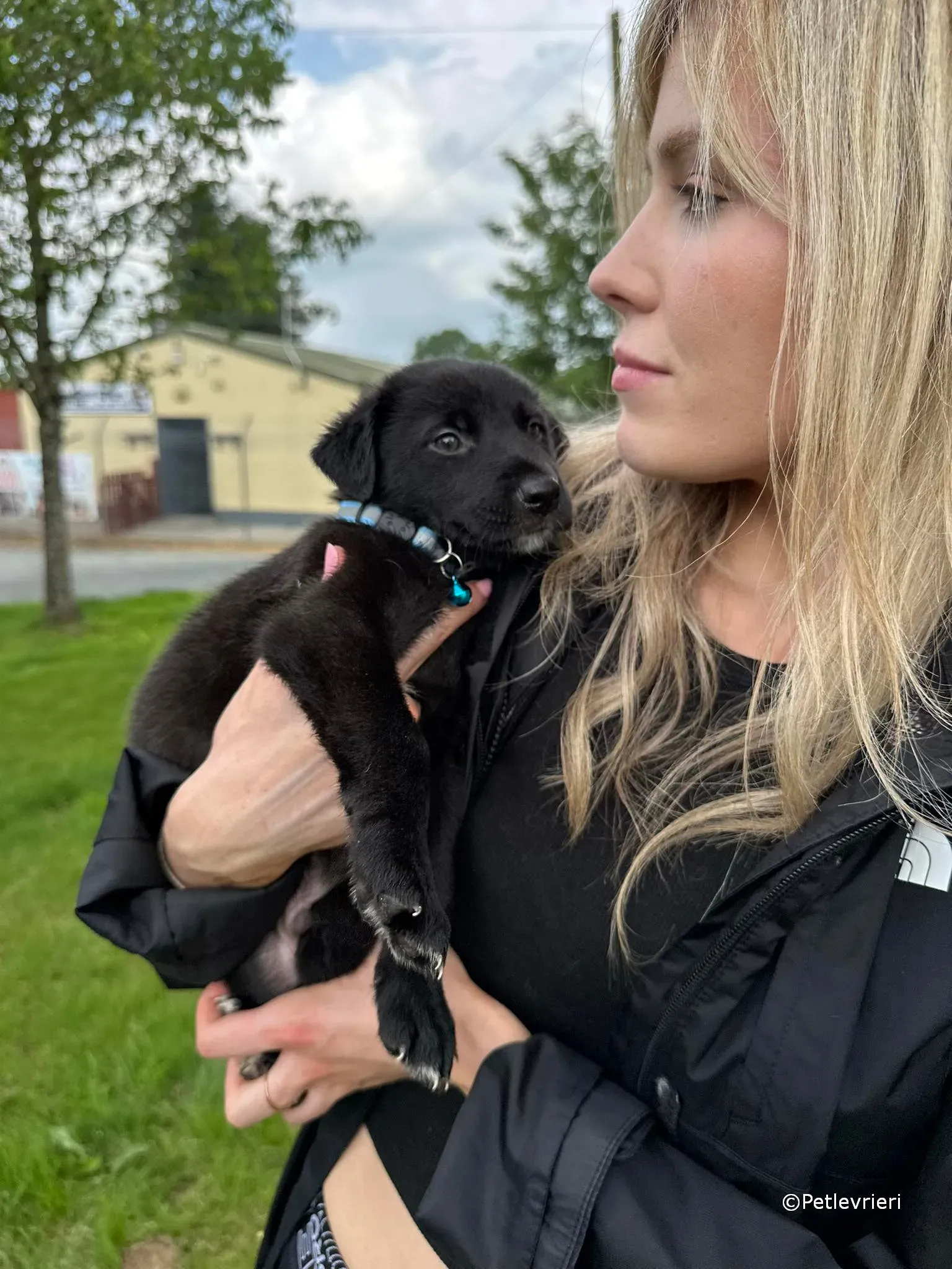 elvis adozione greyhound petlevrieri 58