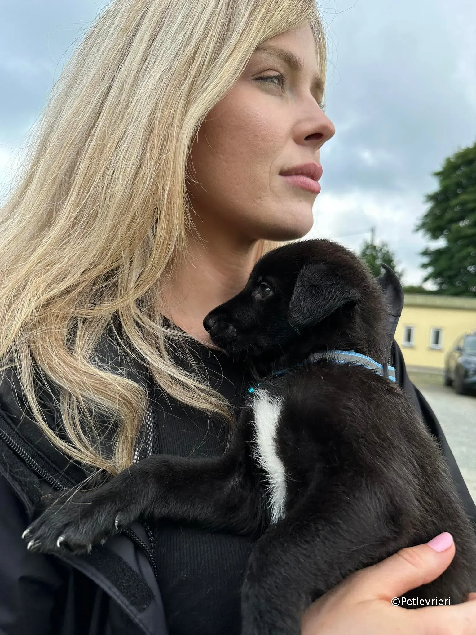 elvis adozione greyhound petlevrieri 60