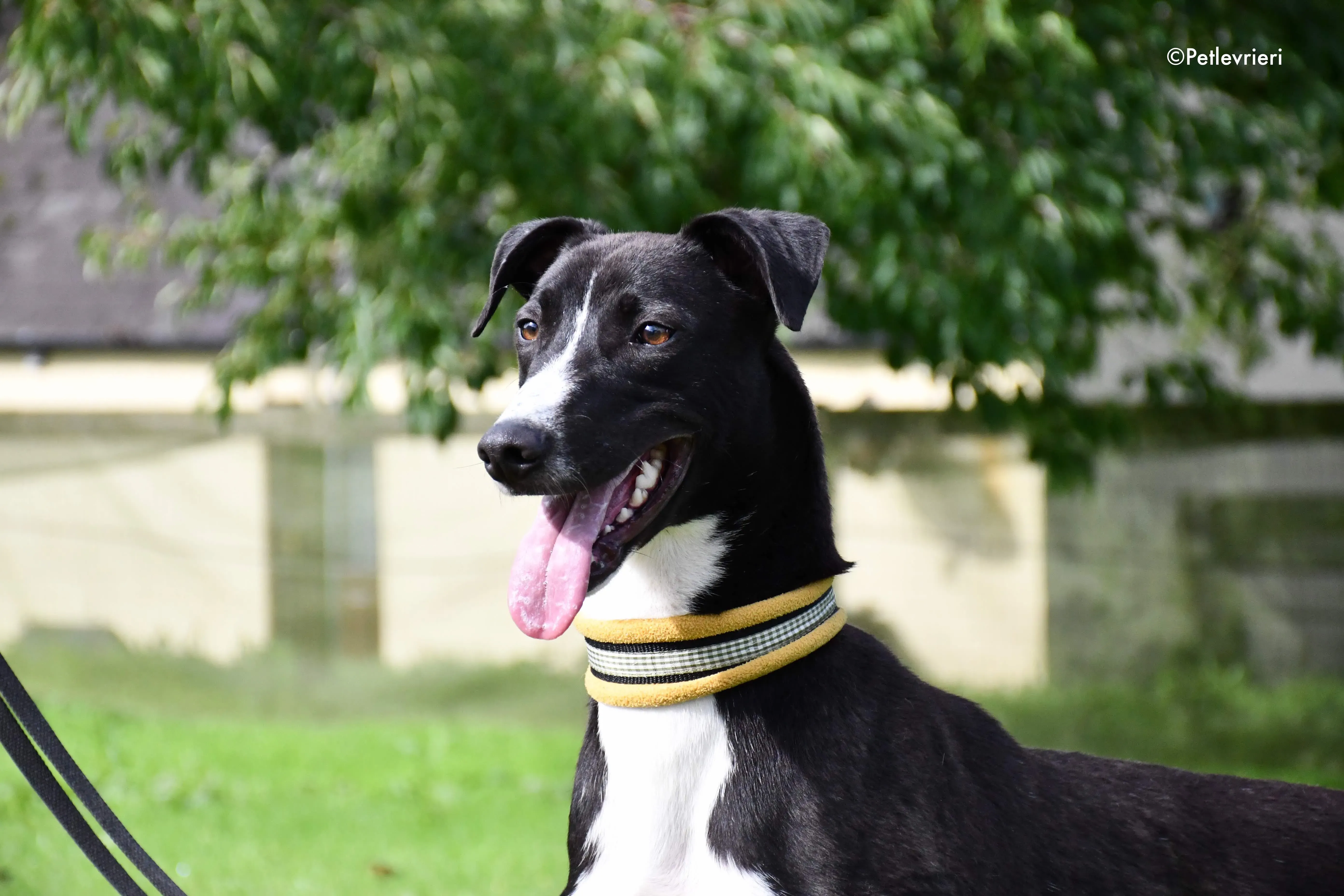 elvis adozione levrieri grehyound 1