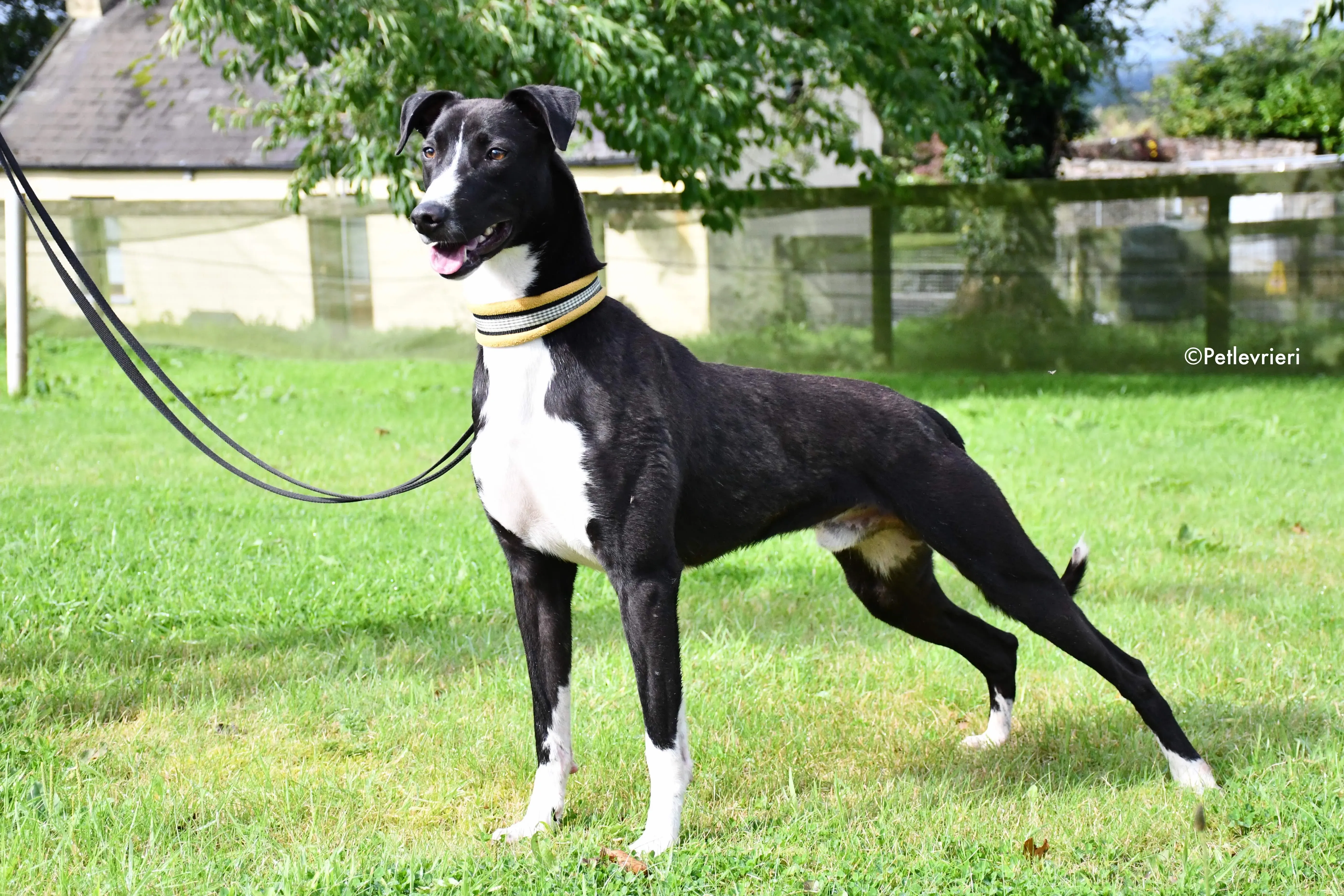 elvis adozione levrieri grehyound 2