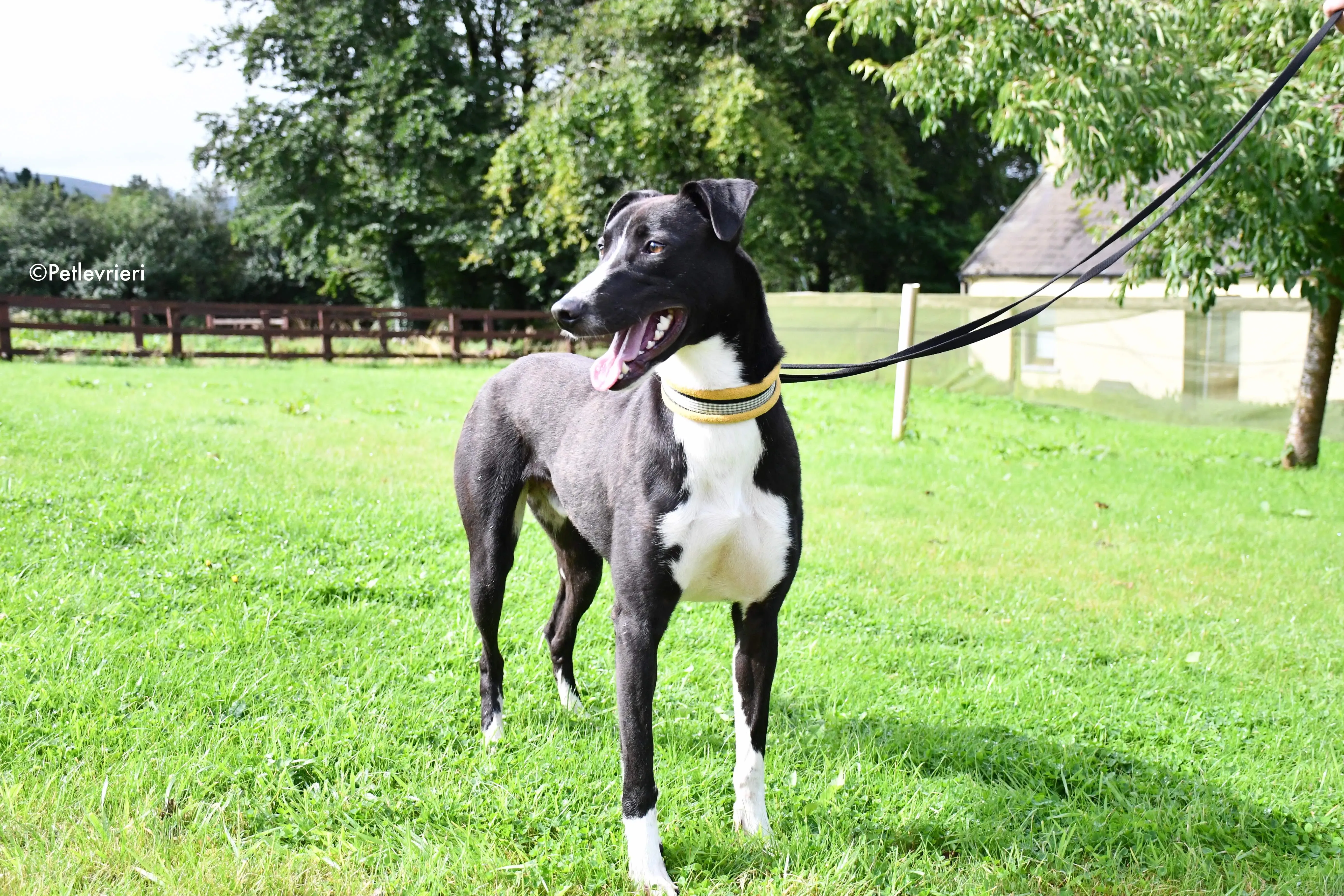 elvis adozione levrieri grehyound 3