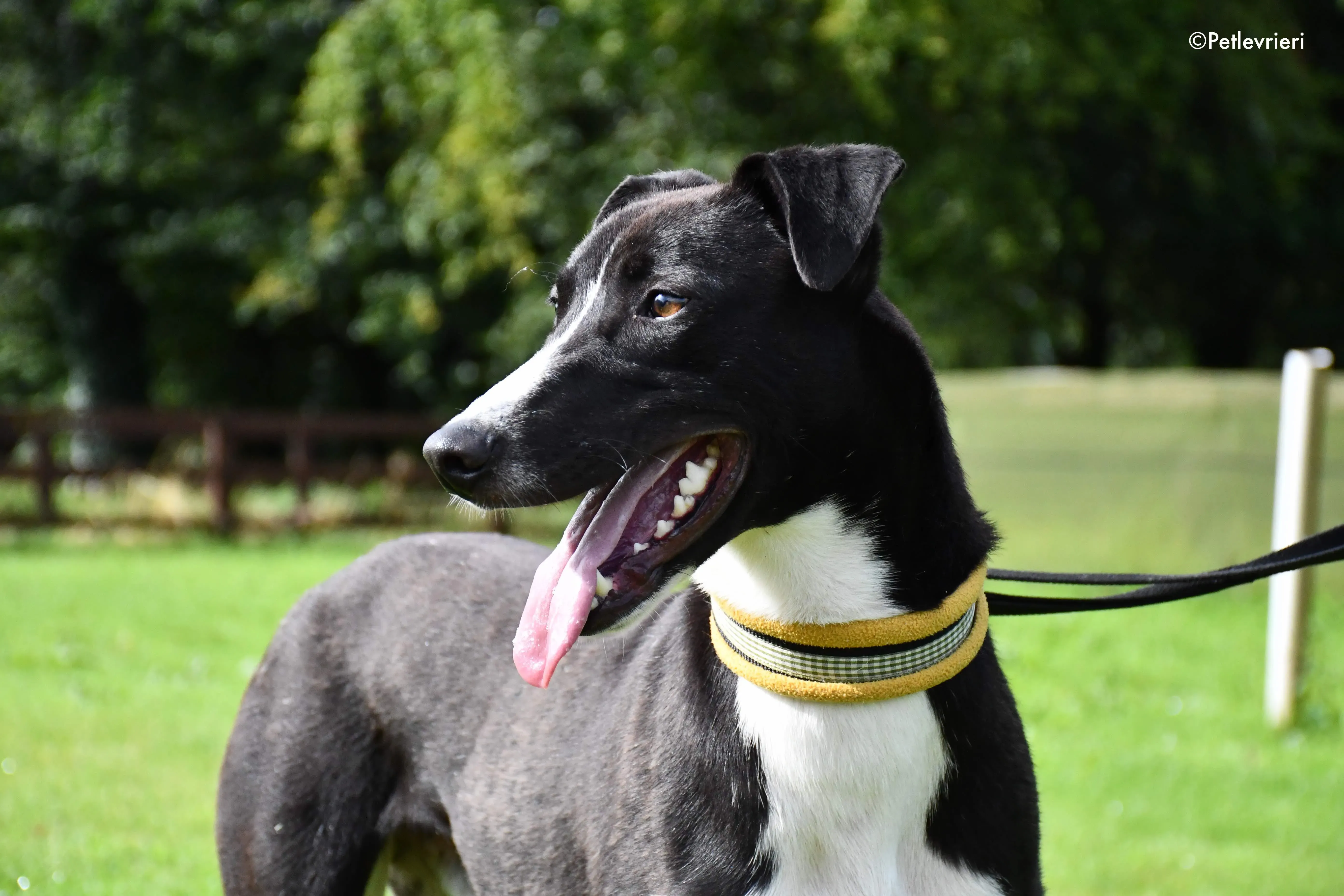 elvis adozione levrieri grehyound 4