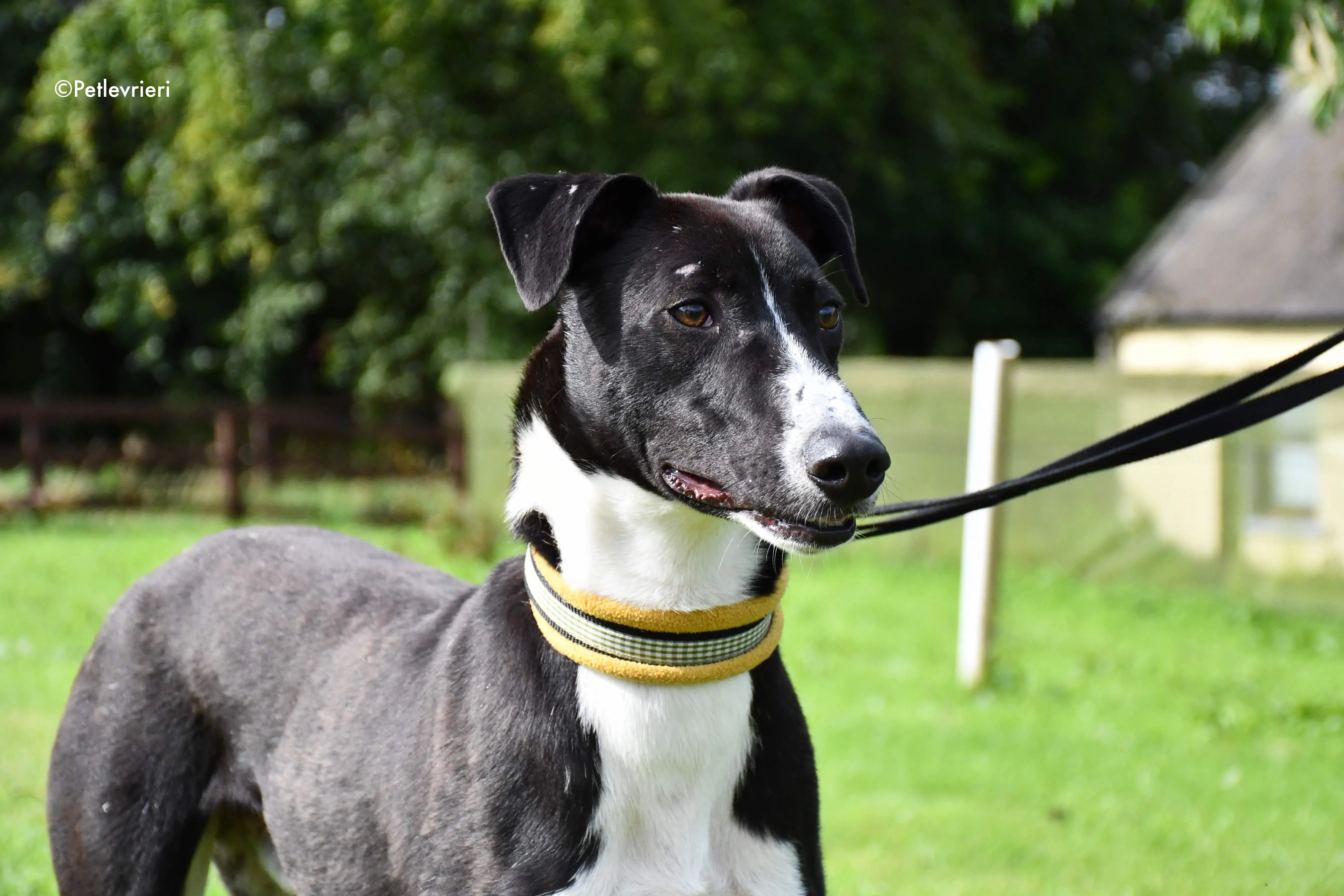 elvis adozione levrieri grehyound 5