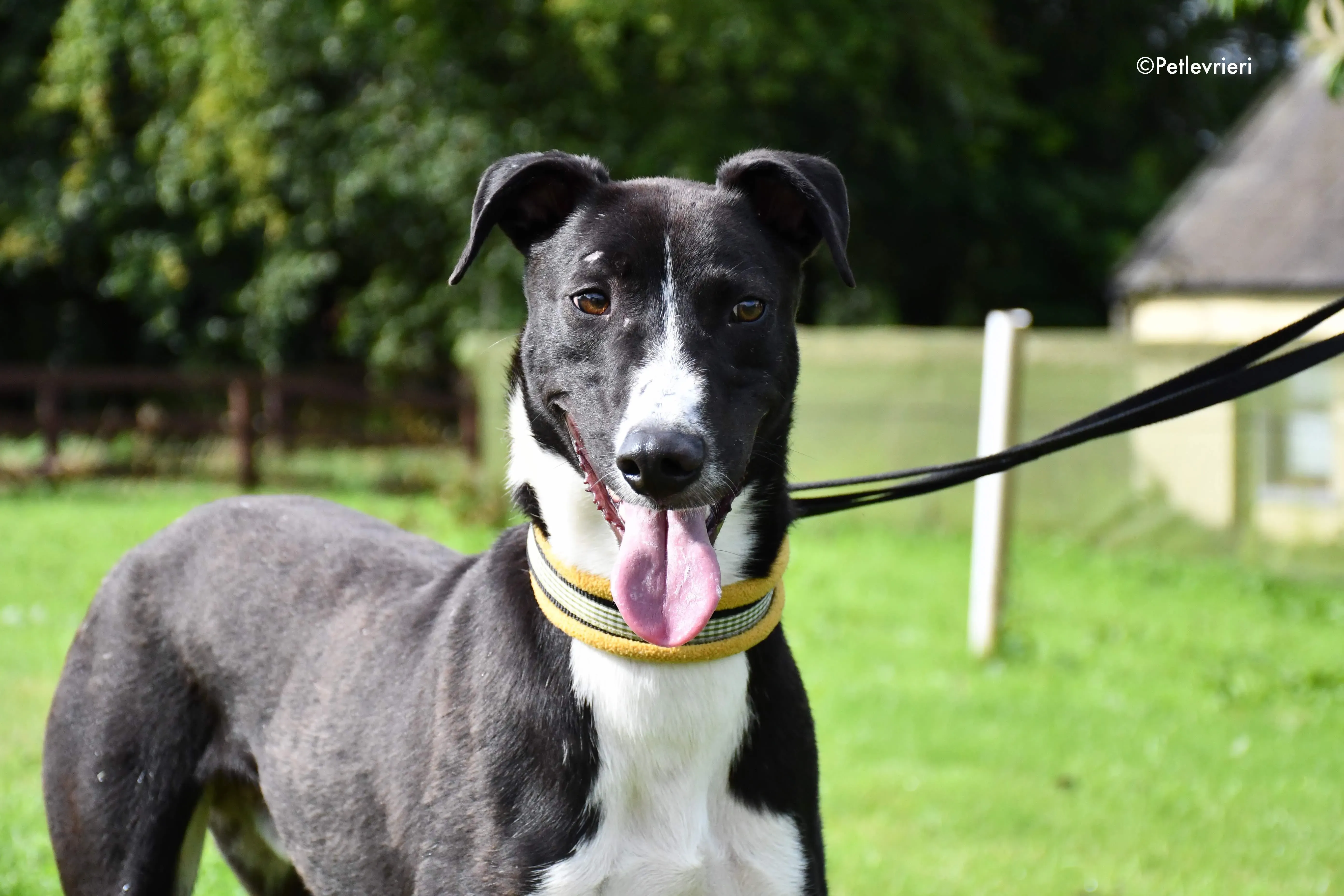 elvis adozione levrieri grehyound 6