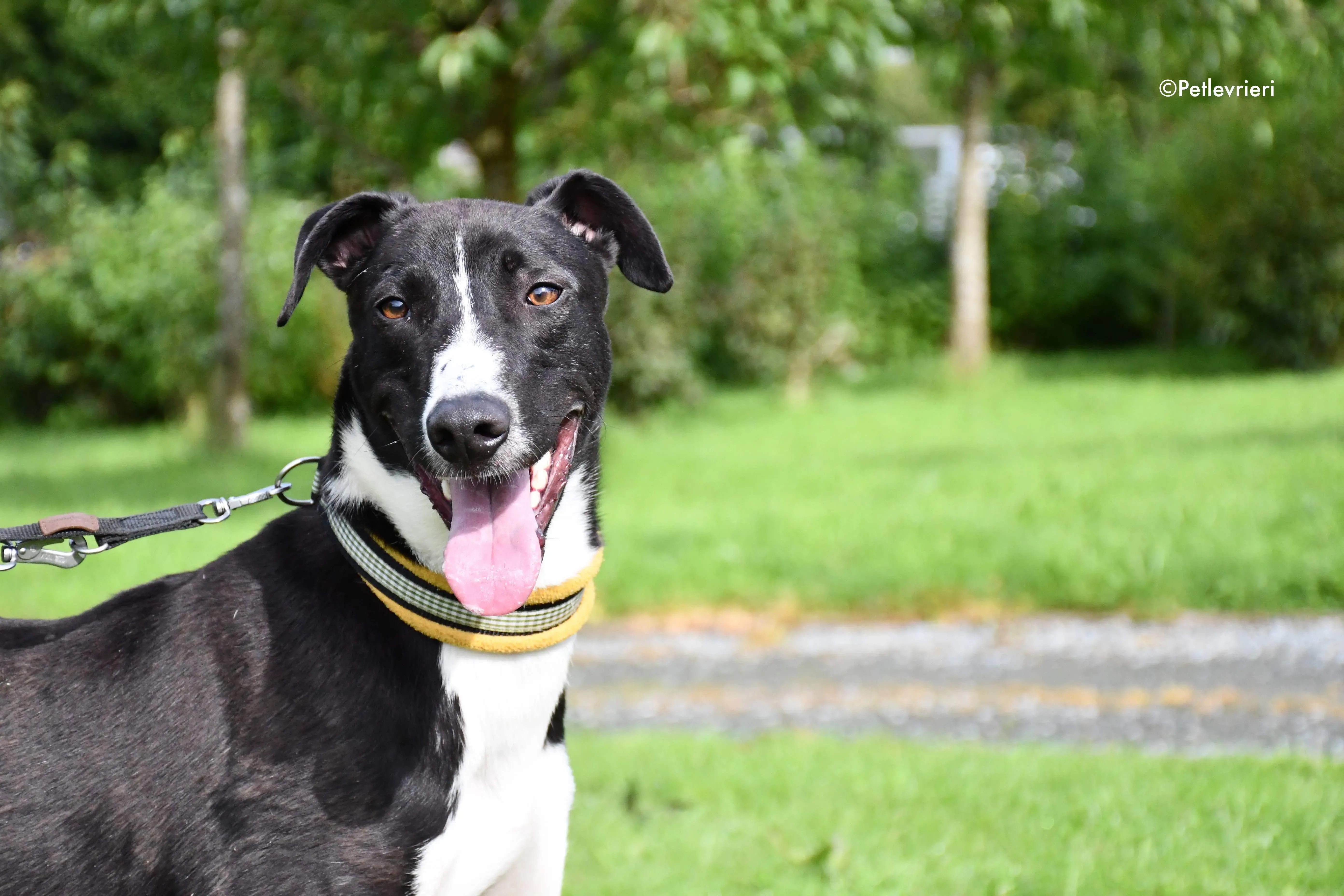 elvis adozione levrieri grehyound 7