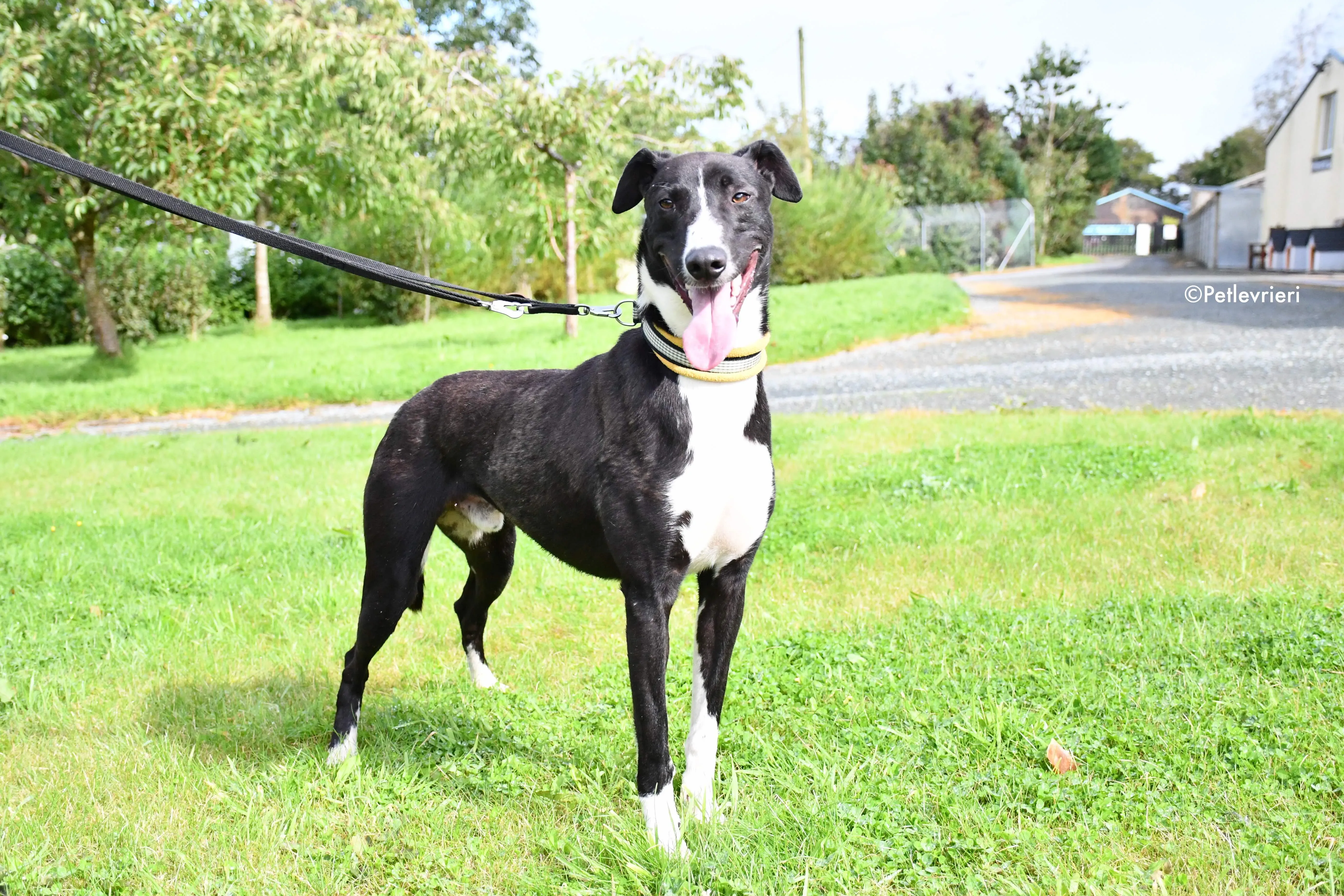 elvis adozione levrieri grehyound 8