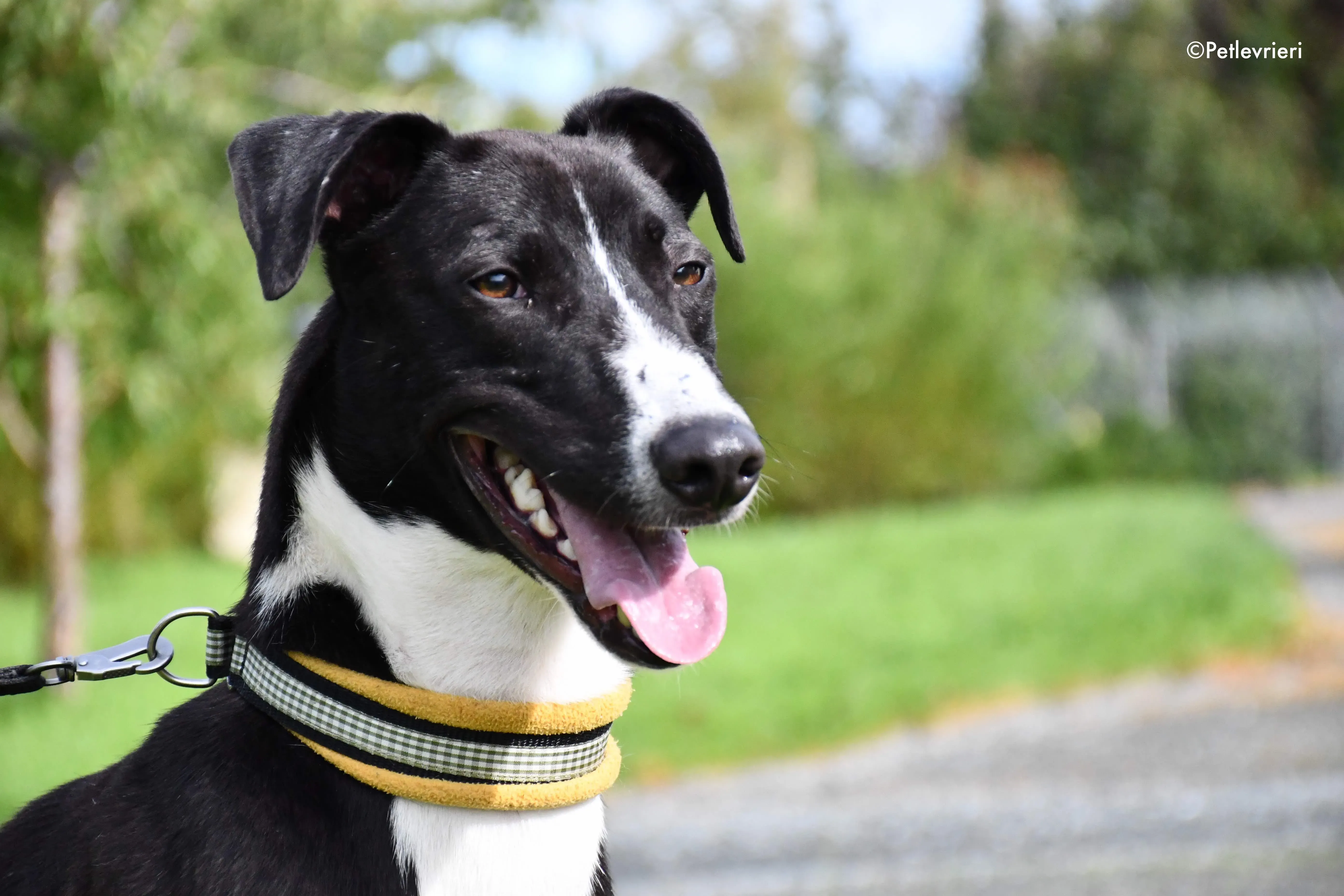 elvis adozione levrieri grehyound 9