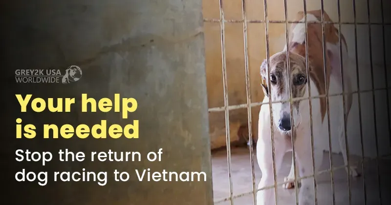 email 062425 vietnam