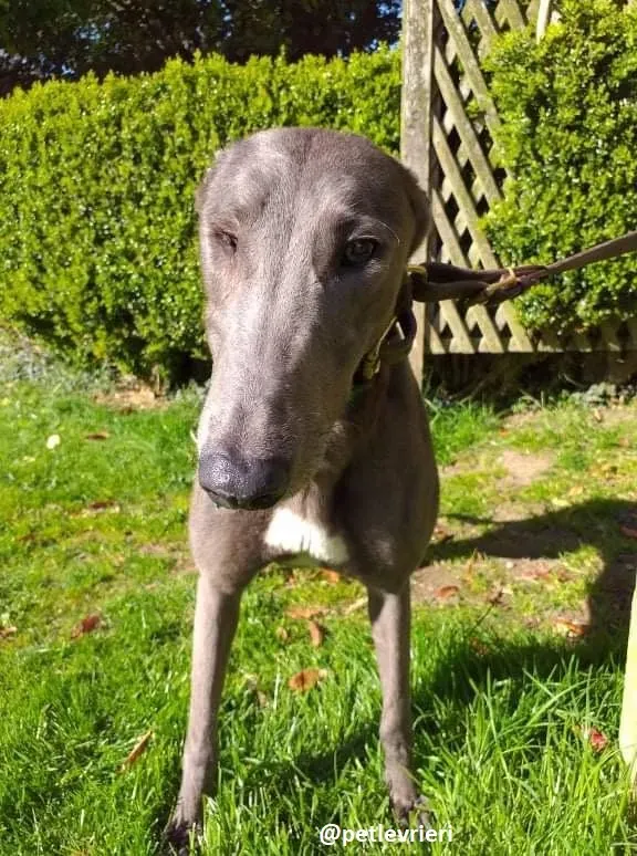 emma adozione greyhound 1