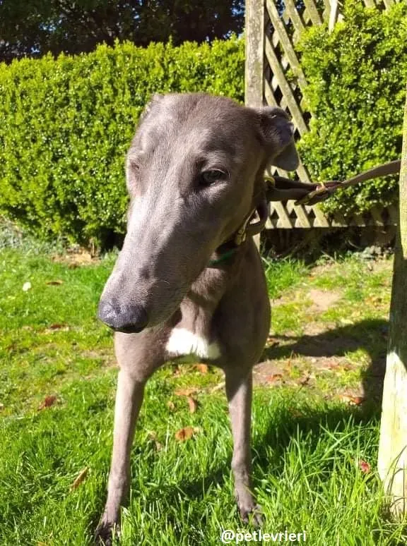 emma adozione greyhound 2