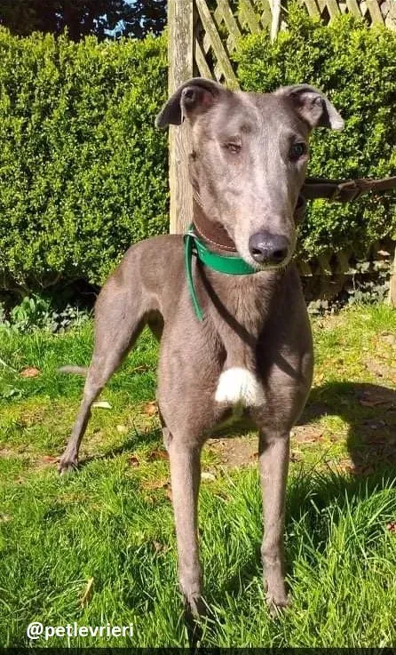 emma adozione greyhound 3