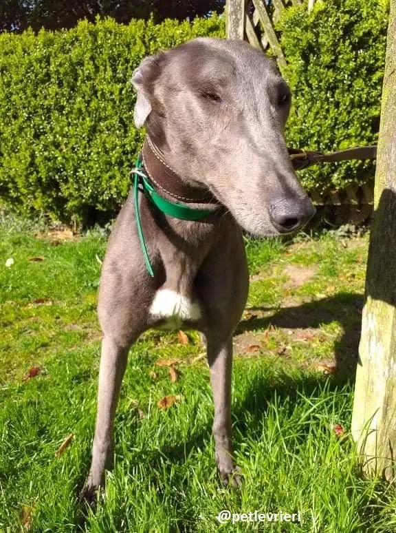 emma adozione greyhound 4
