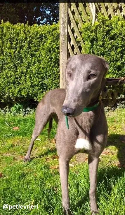 emma adozione greyhound