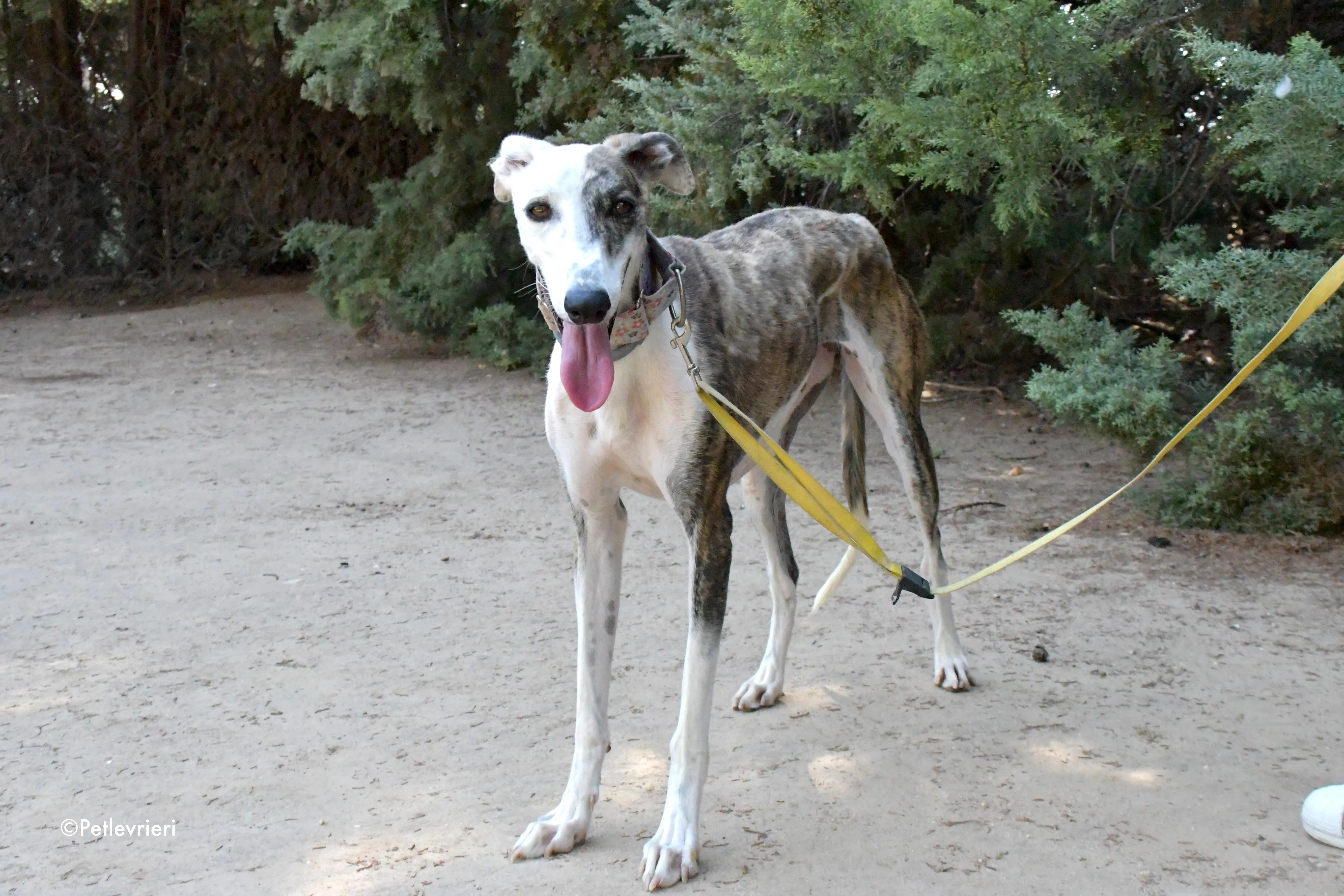 emma adozione levrieri galgo 10