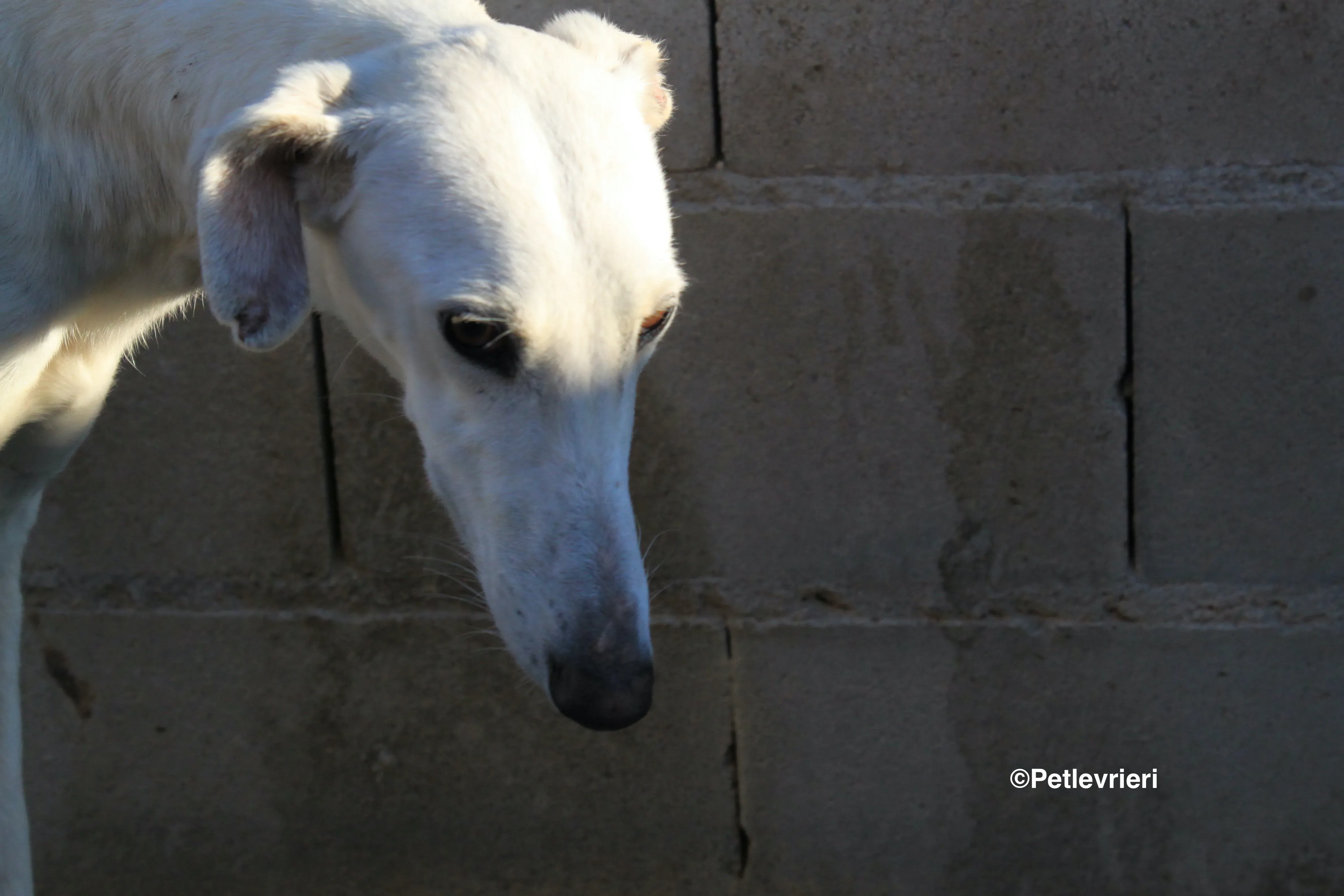emma adozione levrieri galgo 13