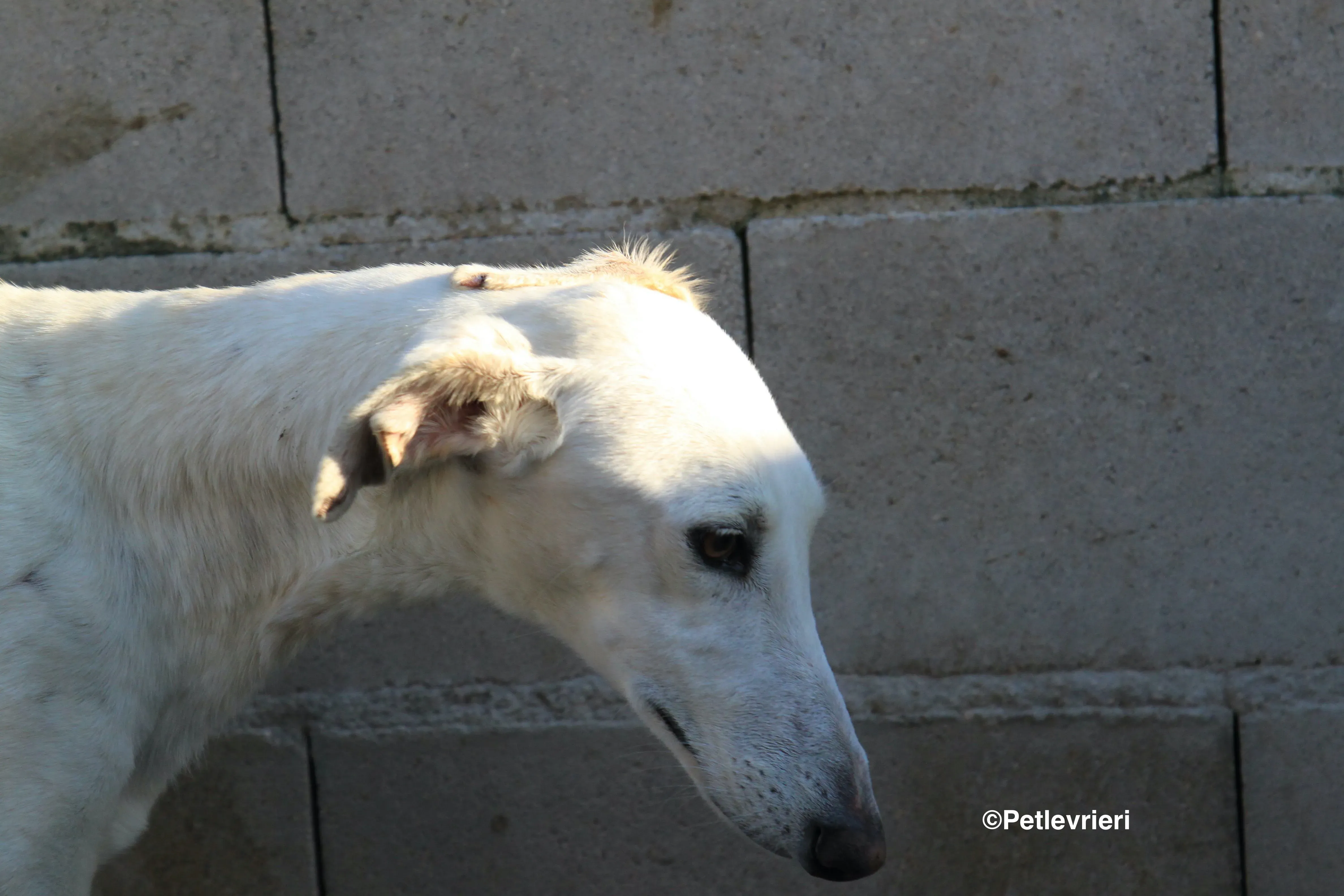 emma adozione levrieri galgo 14