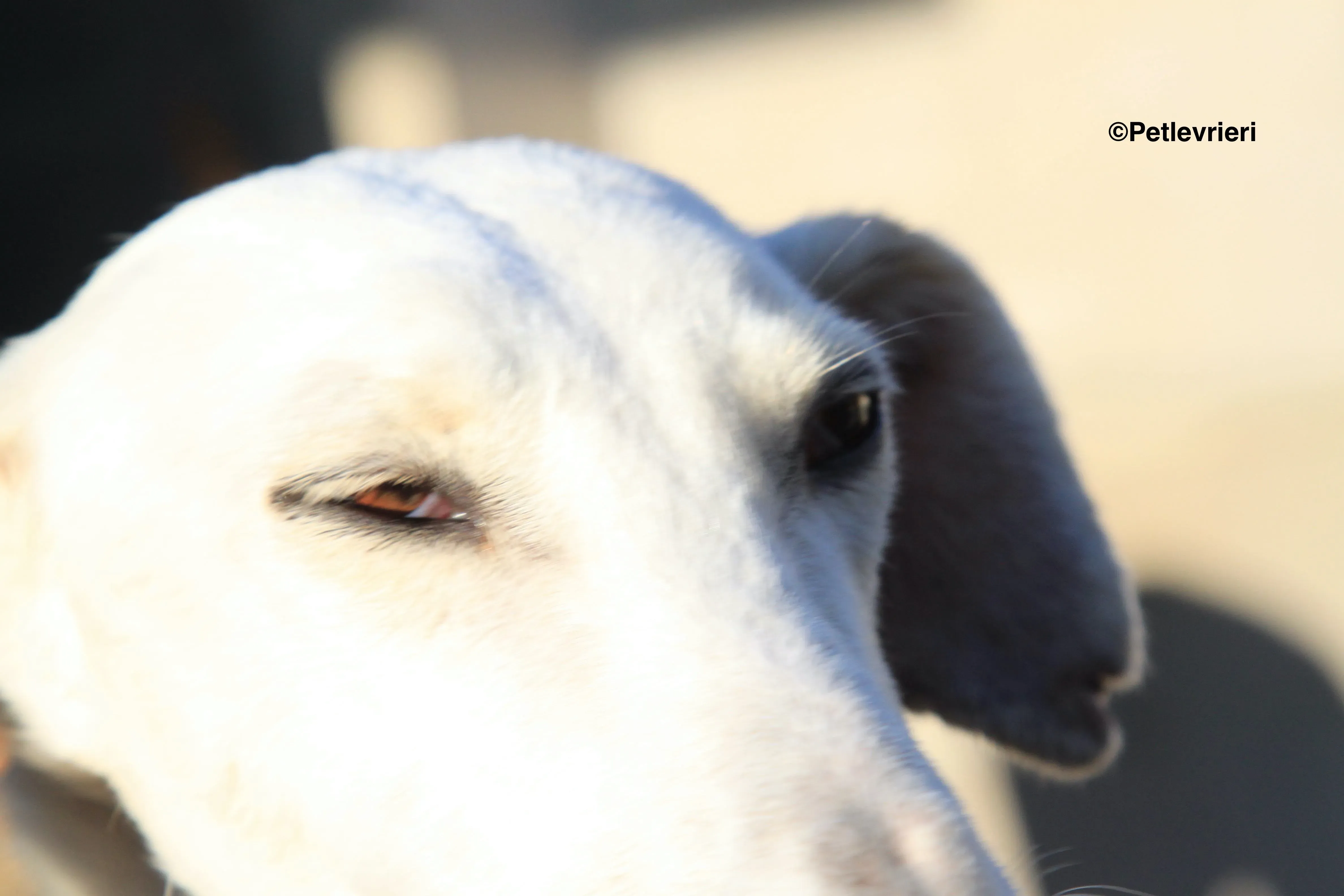 emma adozione levrieri galgo 16