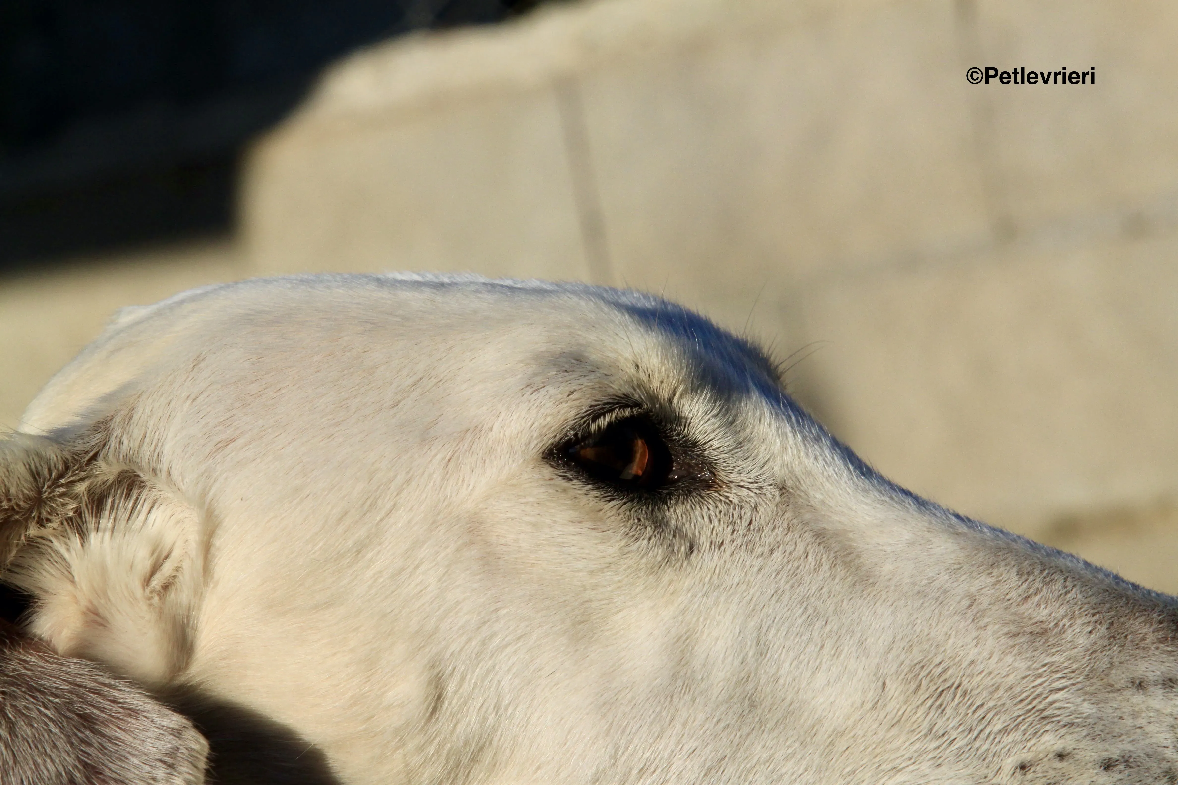 emma adozione levrieri galgo 17