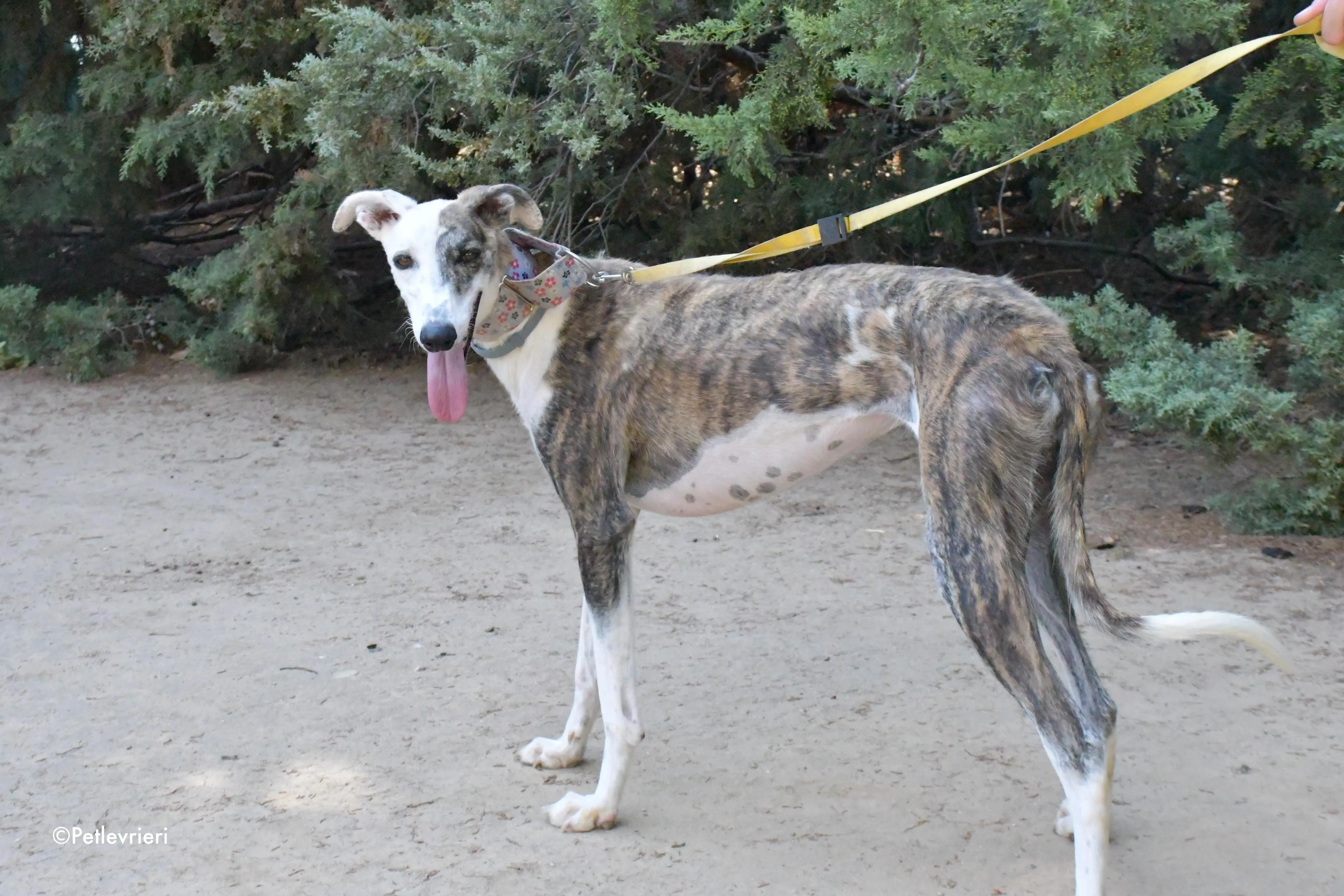 emma adozione levrieri galgo 1