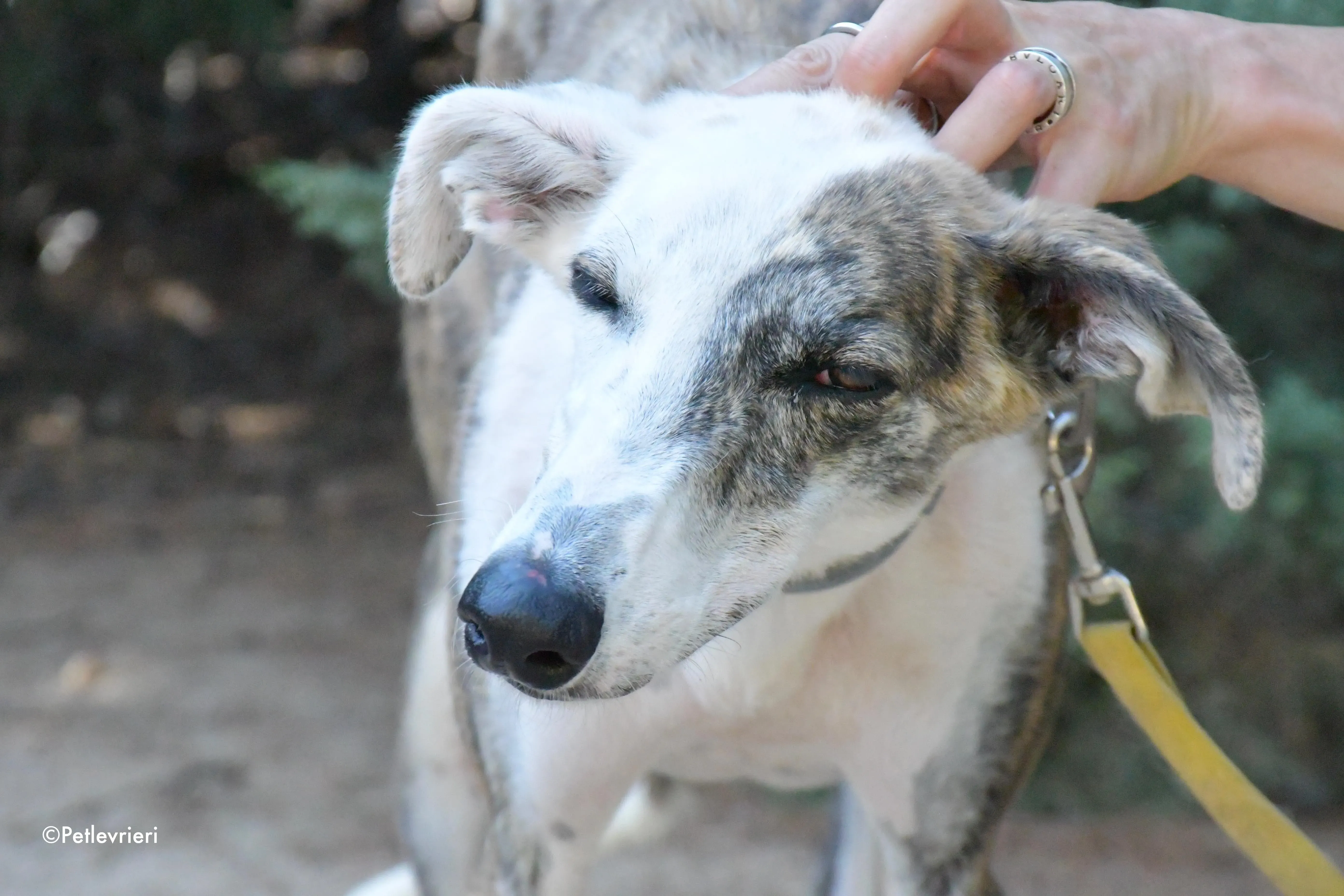 emma adozione levrieri galgo 4