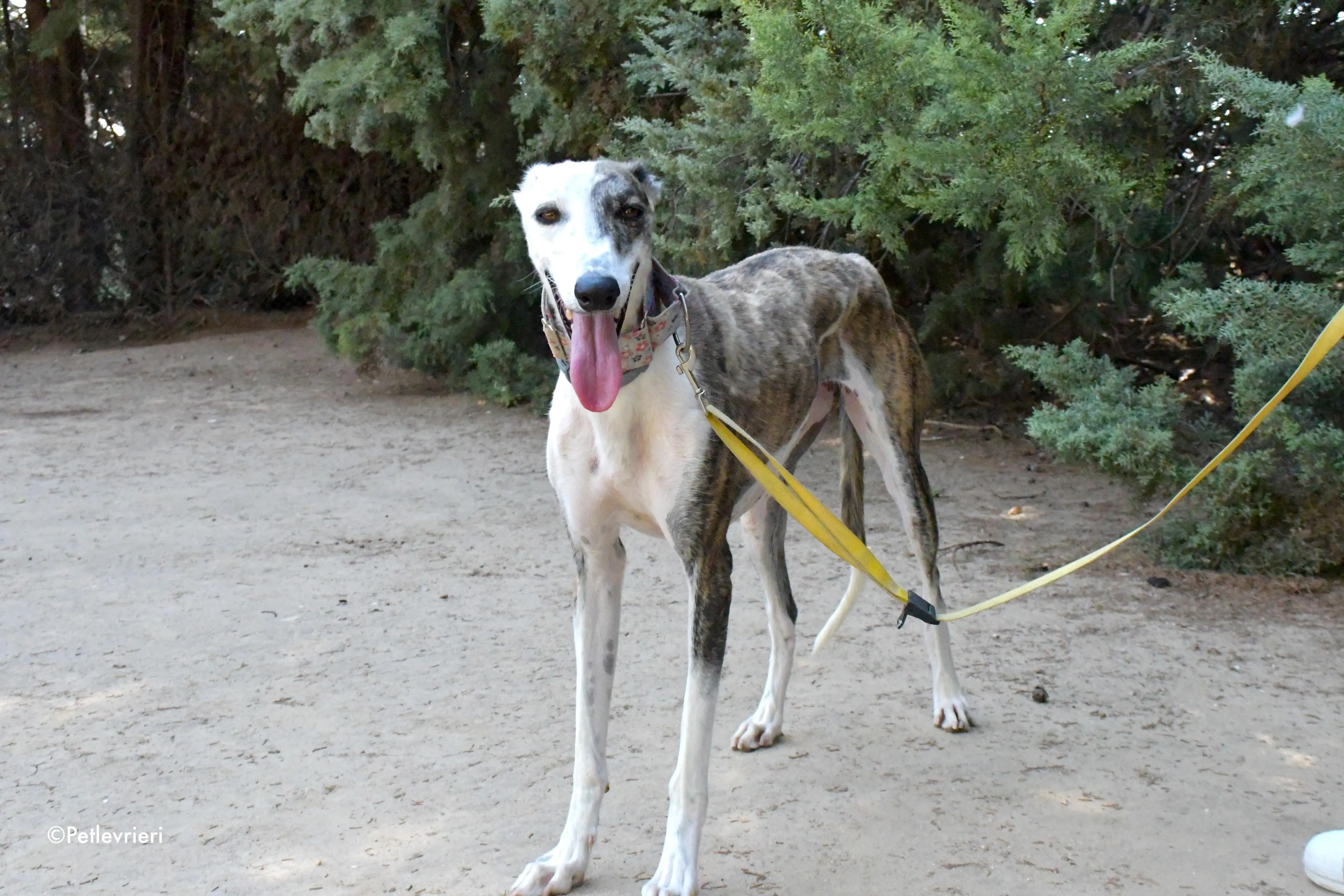 emma adozione levrieri galgo 9