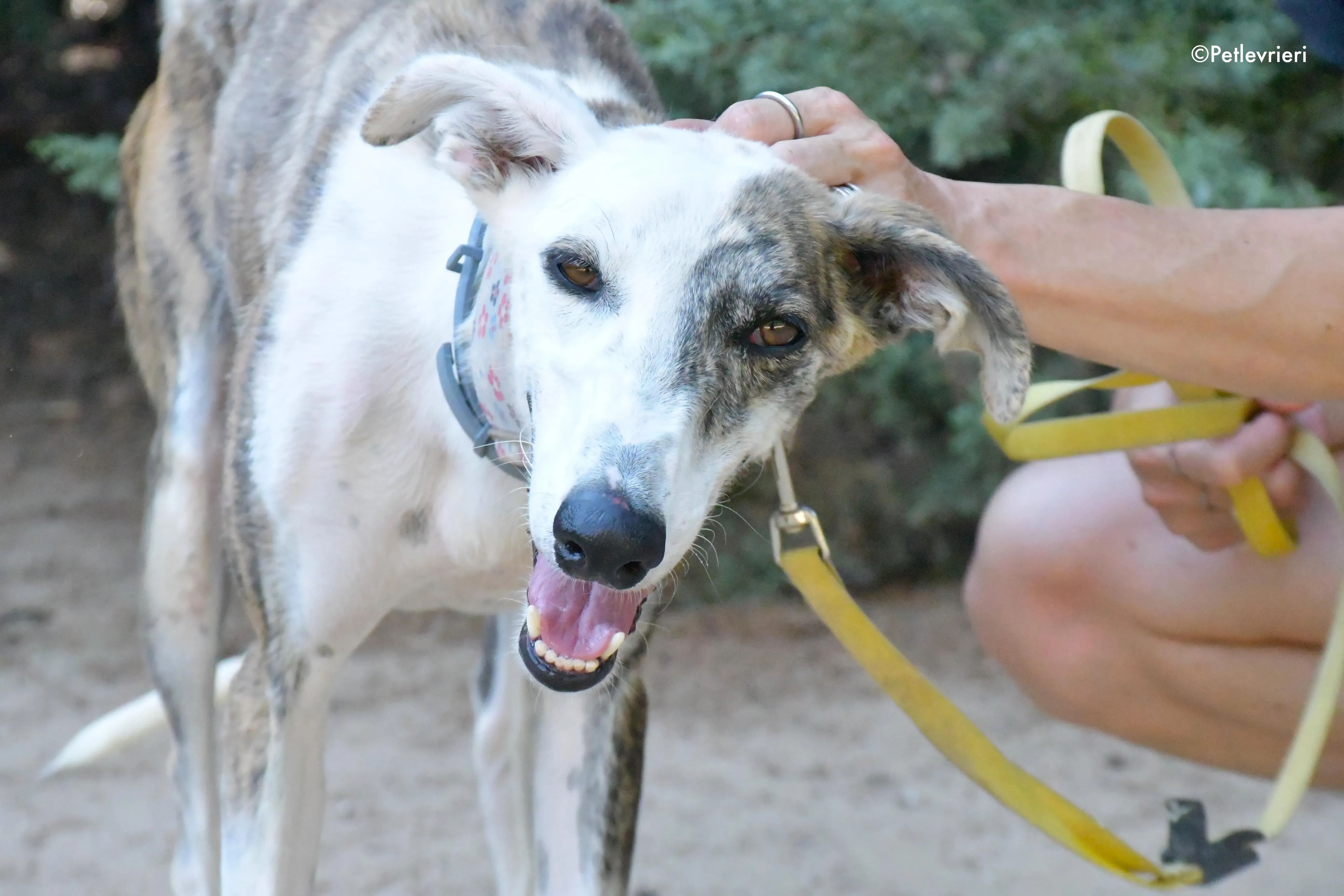 emma adozione levrieri galgo 6