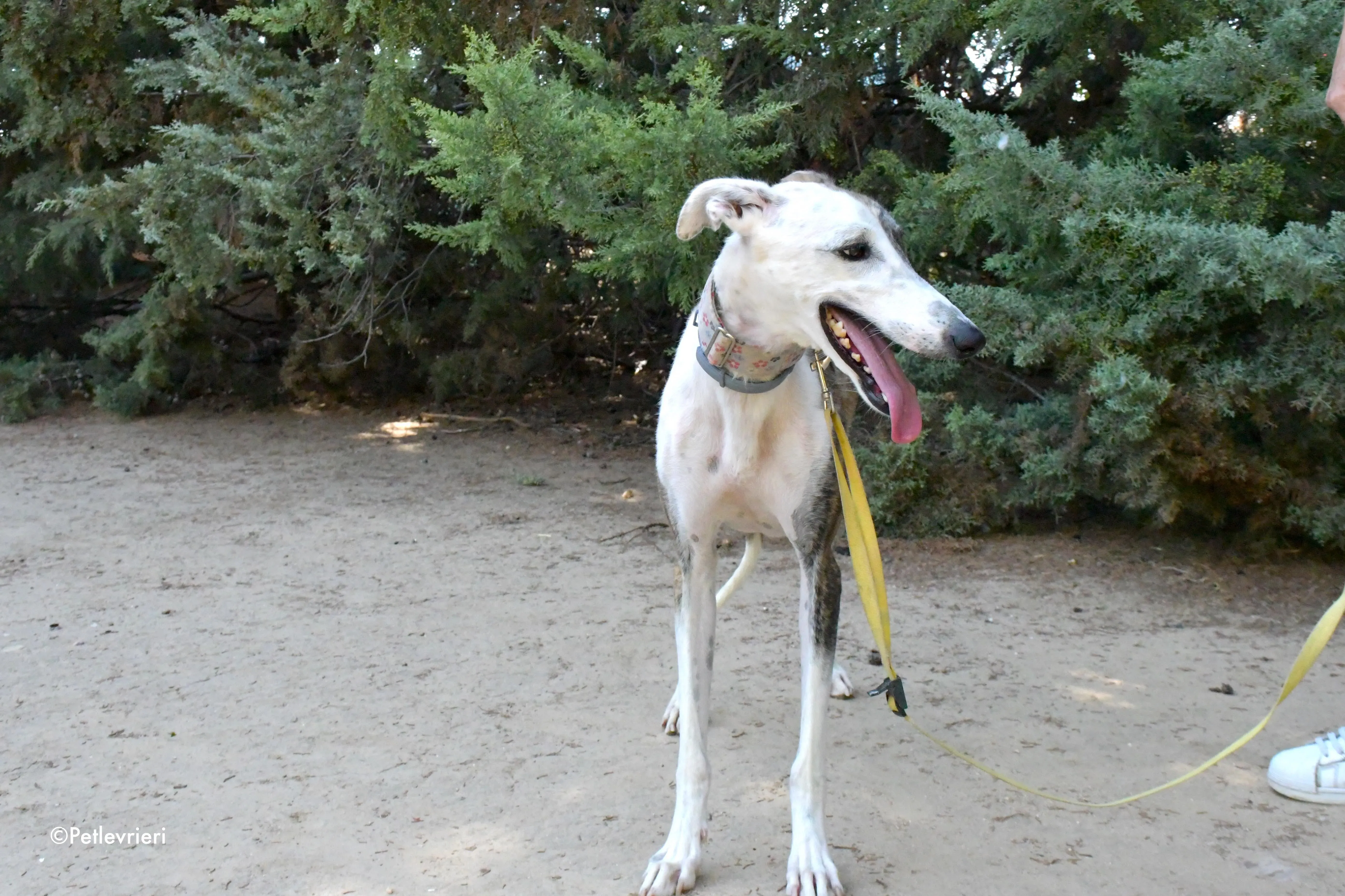 emma adozione levrieri galgo 8