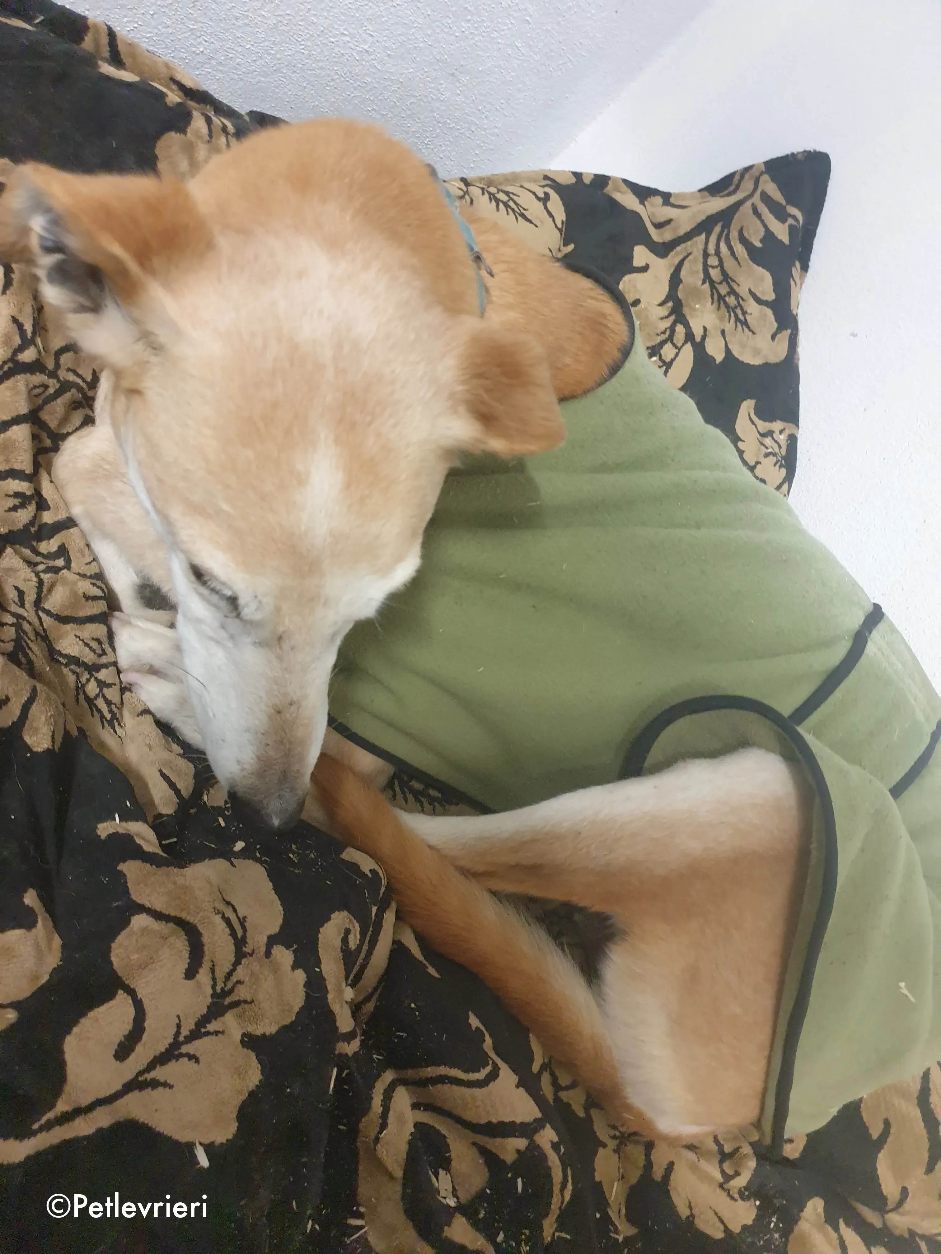 emma adozione levrieri greyhound 1 1