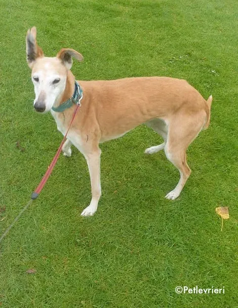 emma adozione levrieri greyhound 1