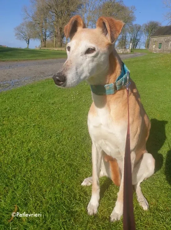 emma adozione levrieri greyhound 10